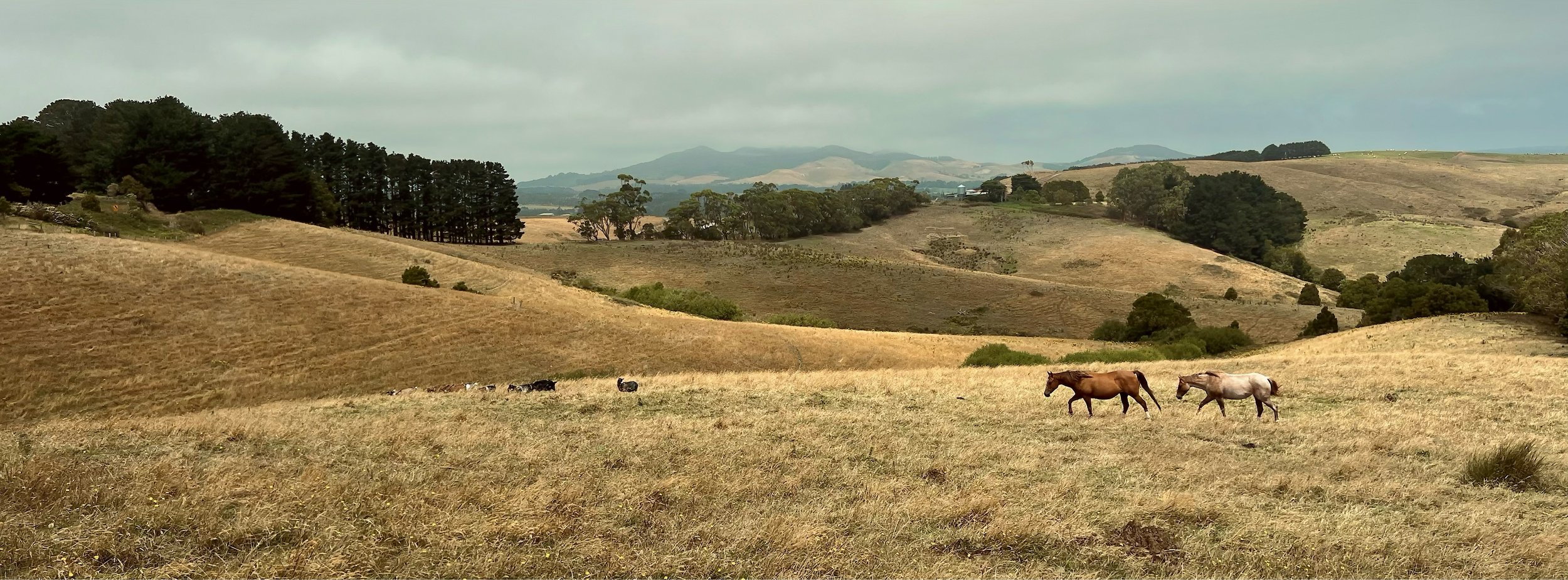 Horses_7292 5 copy.jpg