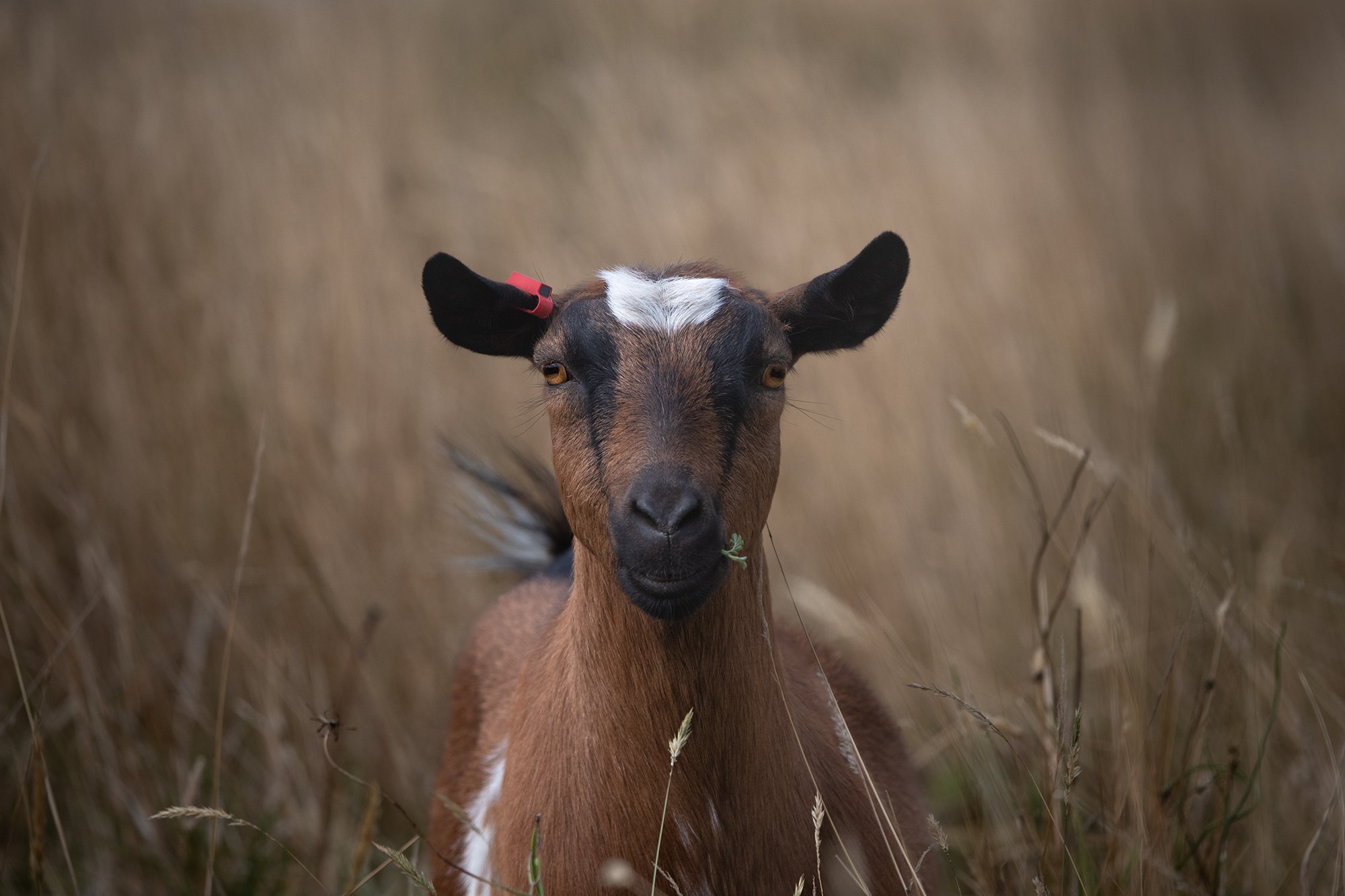 Saidy_0202-Edit copylr.jpg