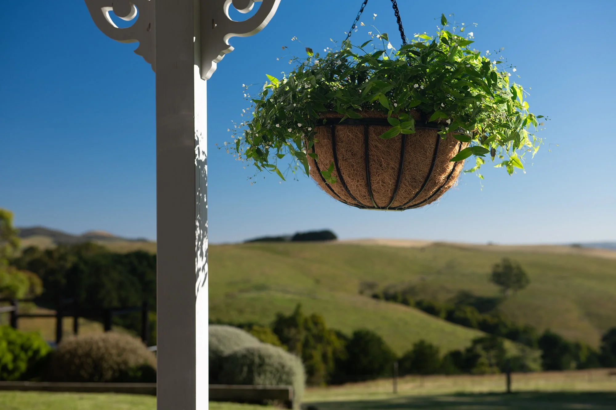 Backyard_Real_Estate-Edit copylr.jpg