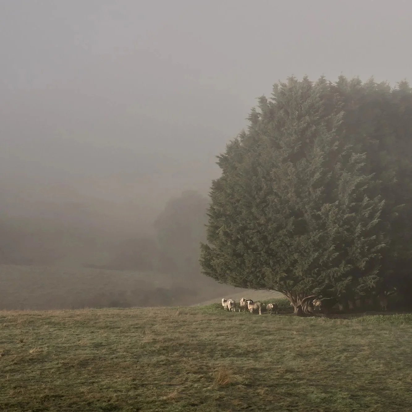 Misty morning landscape_6305lr.jpg