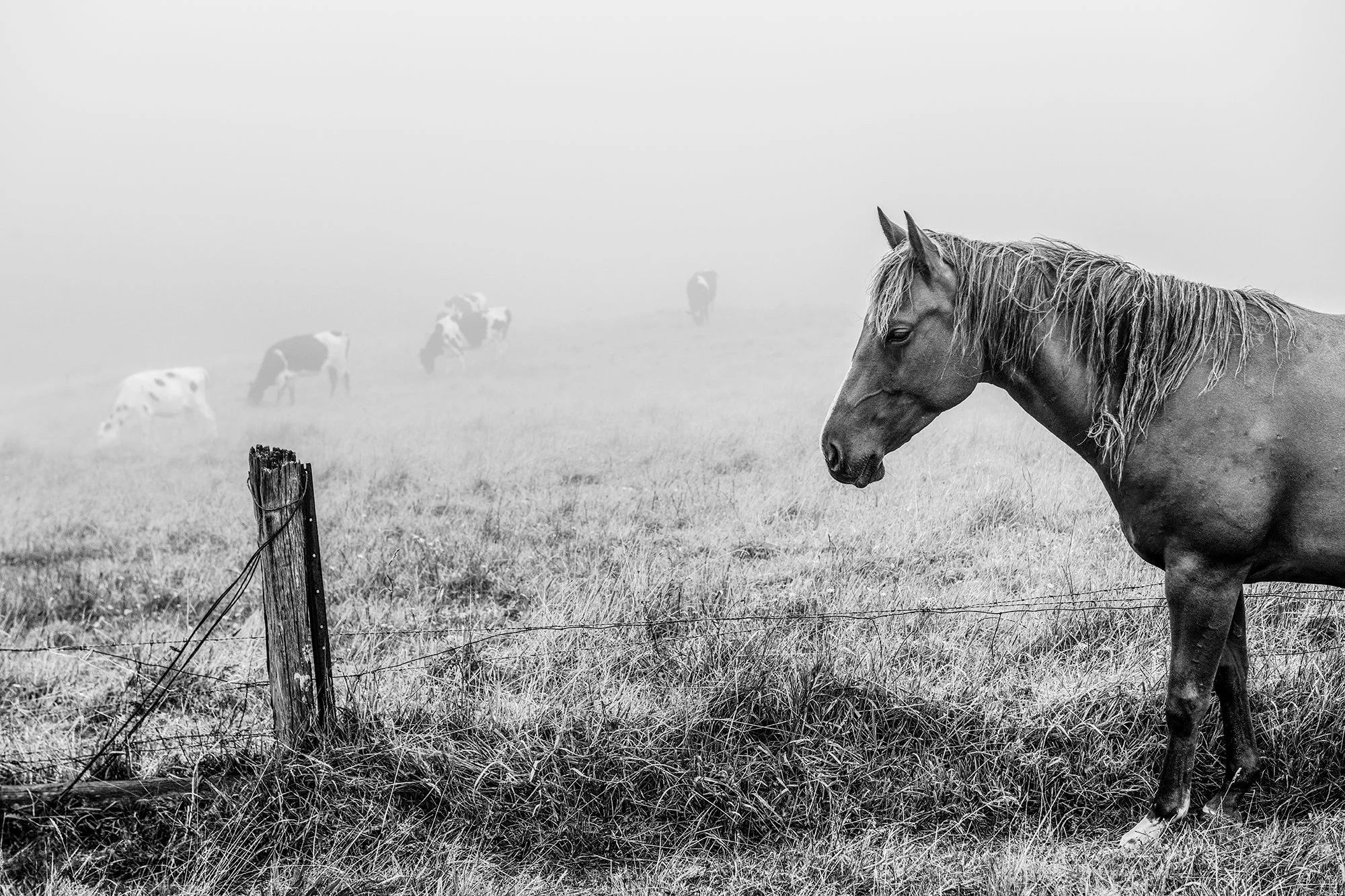 Horse b&w_0082-Edit-V2 copylr.jpg