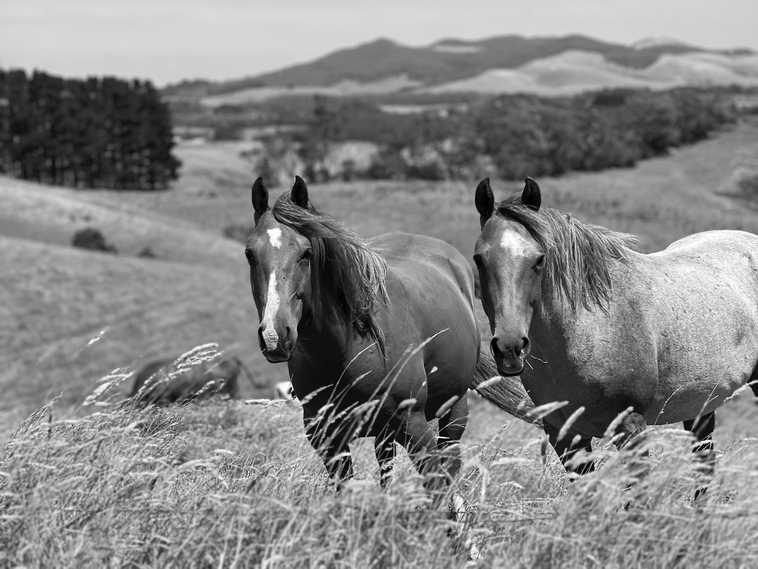 Horses_7274 copy.jpg