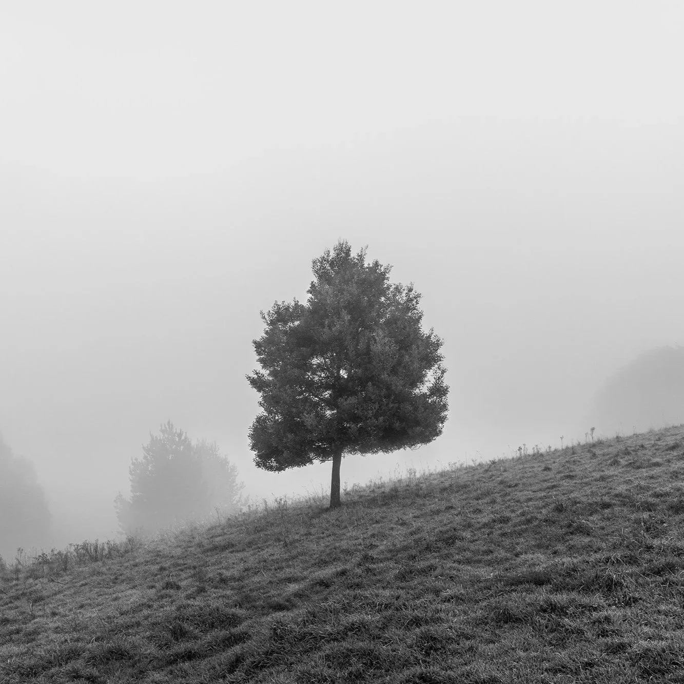 Moody tree_6324-lr.jpg