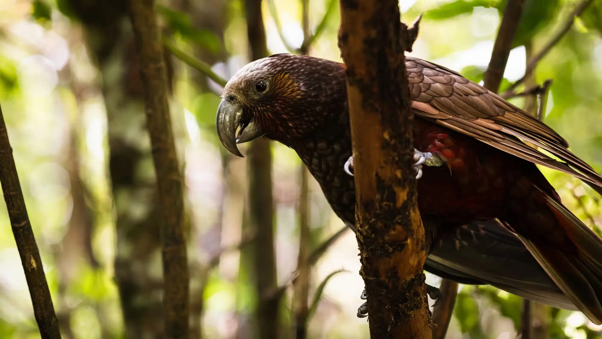 Close-up of a native New Zealand parrot perched among forest branches in natural sunlight.