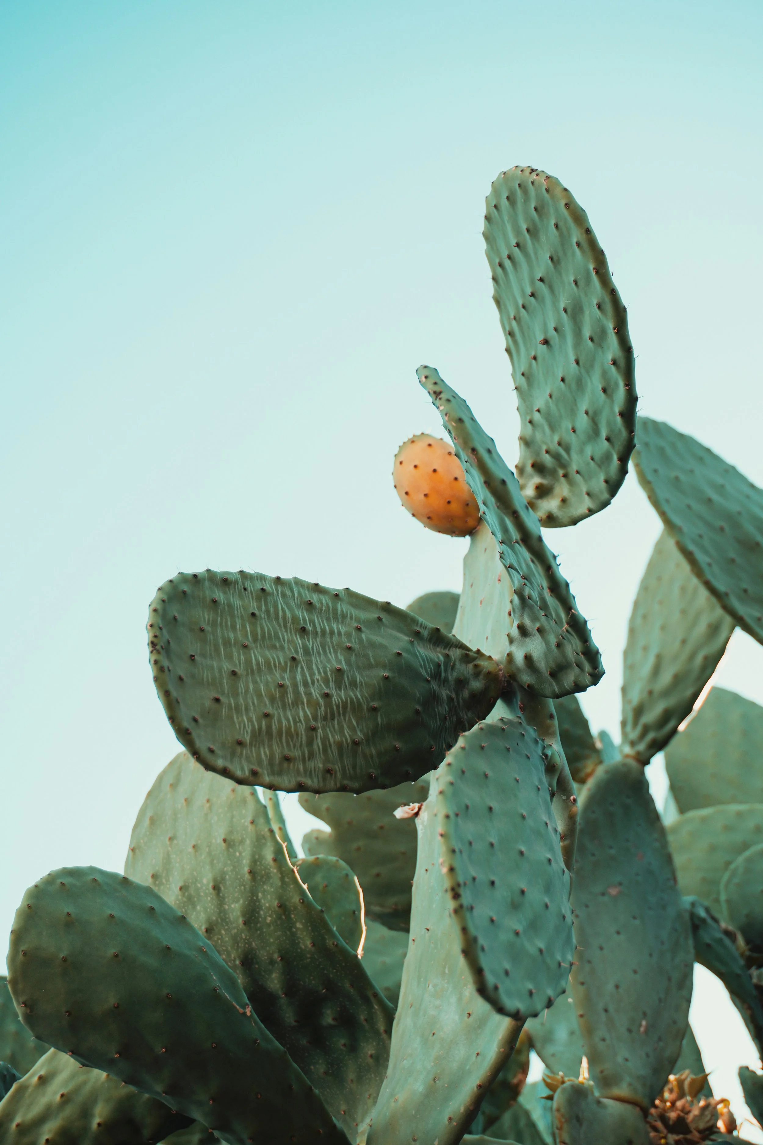 Close-up of a prickly pear cactus with green pads and an orange fruit, against a pale blue sky.