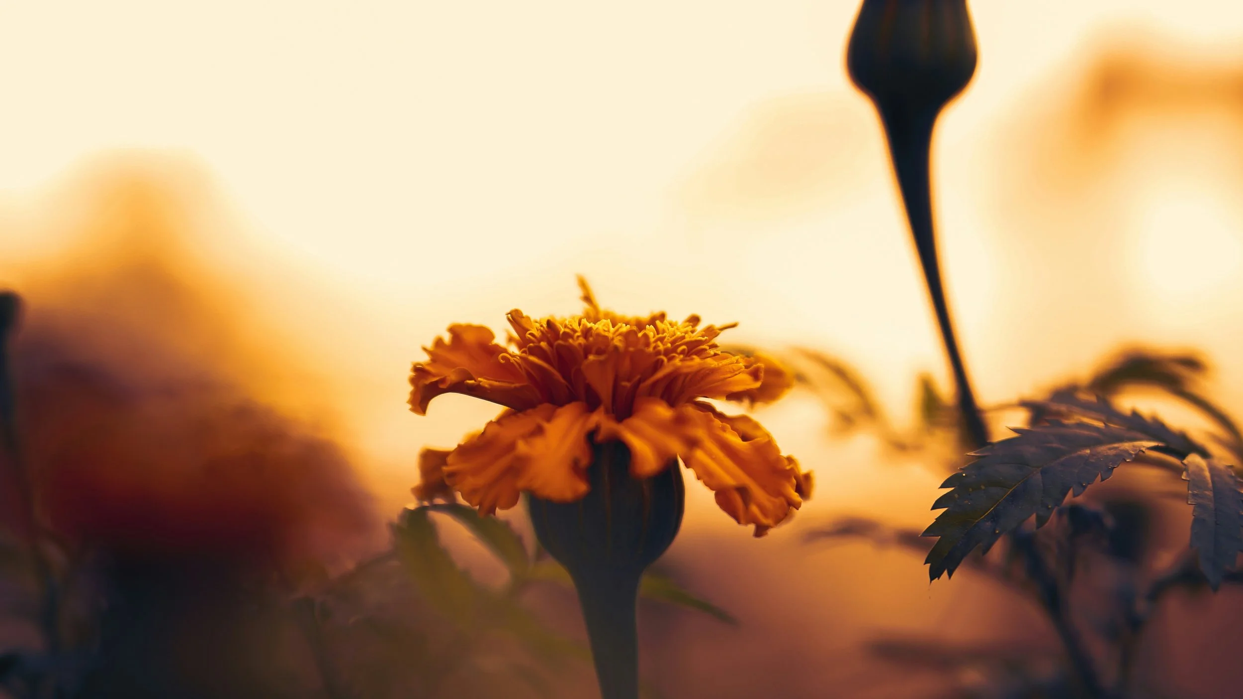 A close-up of a marigold flower in bloom during sunset with a blurred background