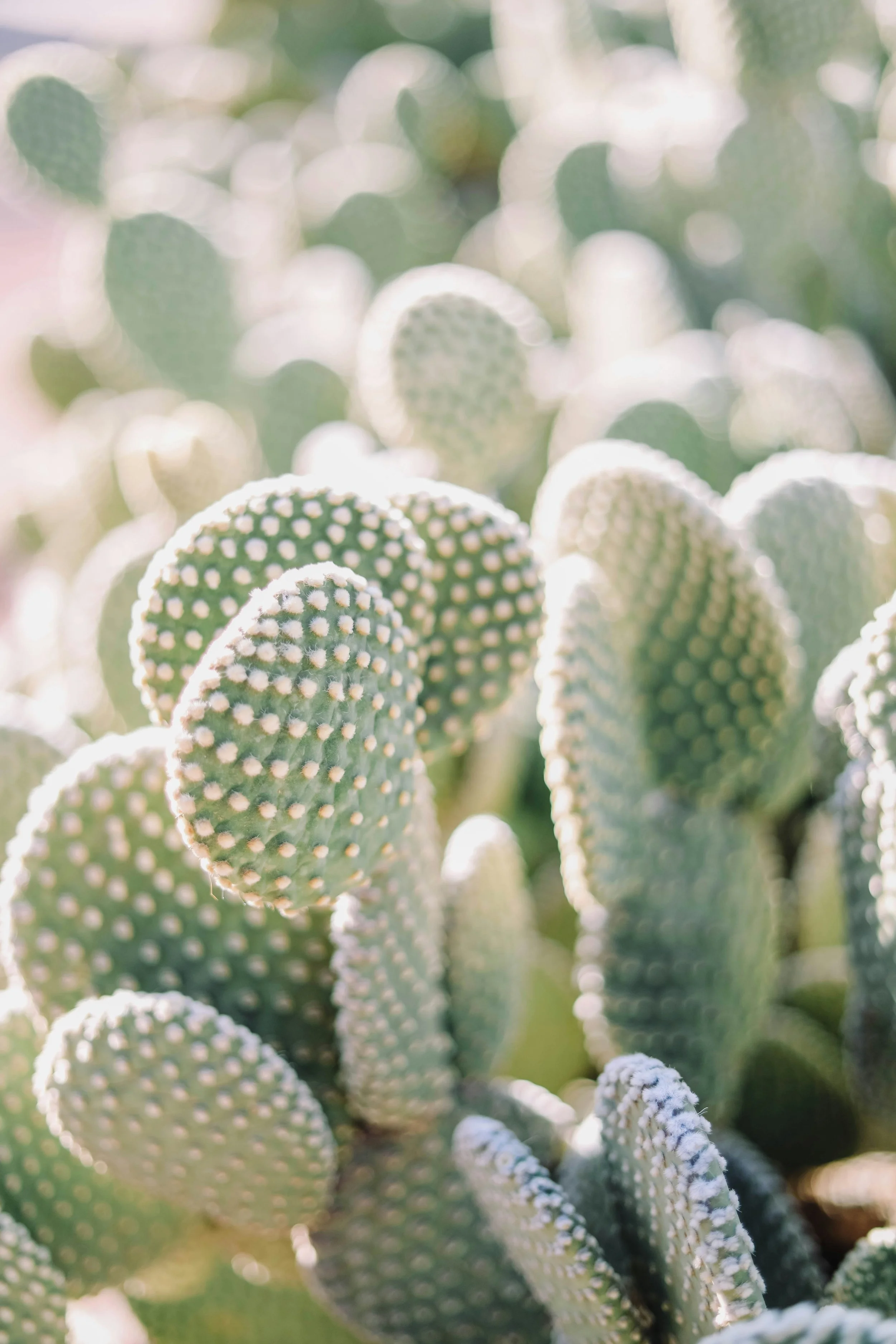 Close-up of green prickly pear cacti with white spines, with sunlight creating a bright, soft glow.