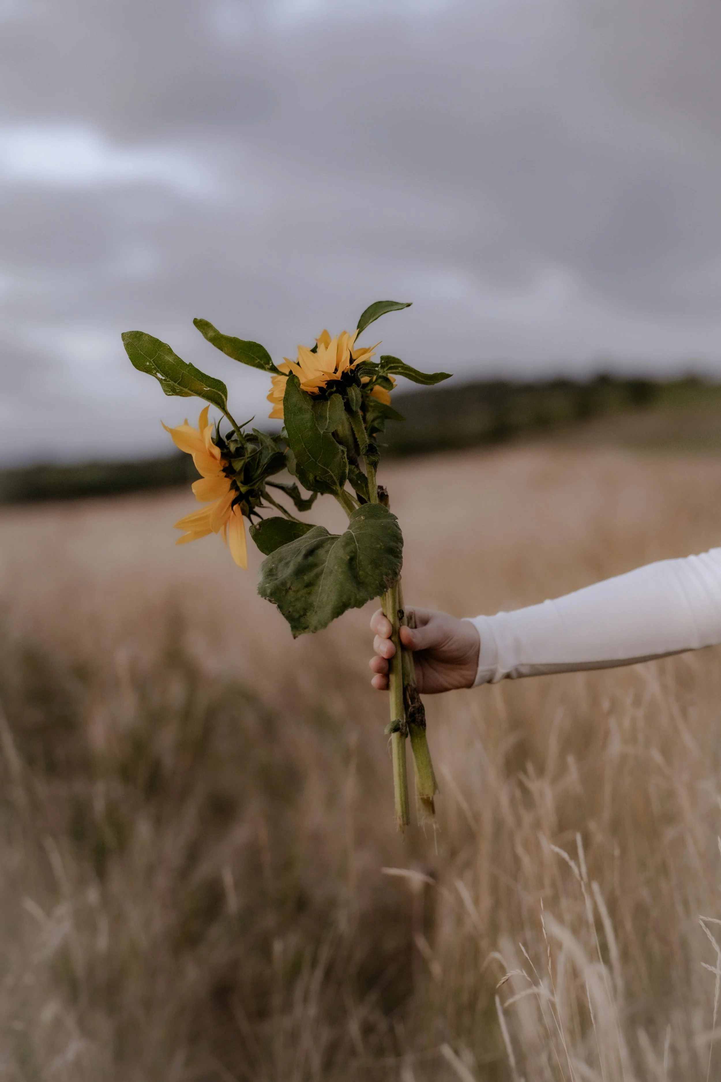 A person in a white long sleeve shirt holds a bouquet of yellow sunflowers in a field of tall grasses under a cloudy sky.