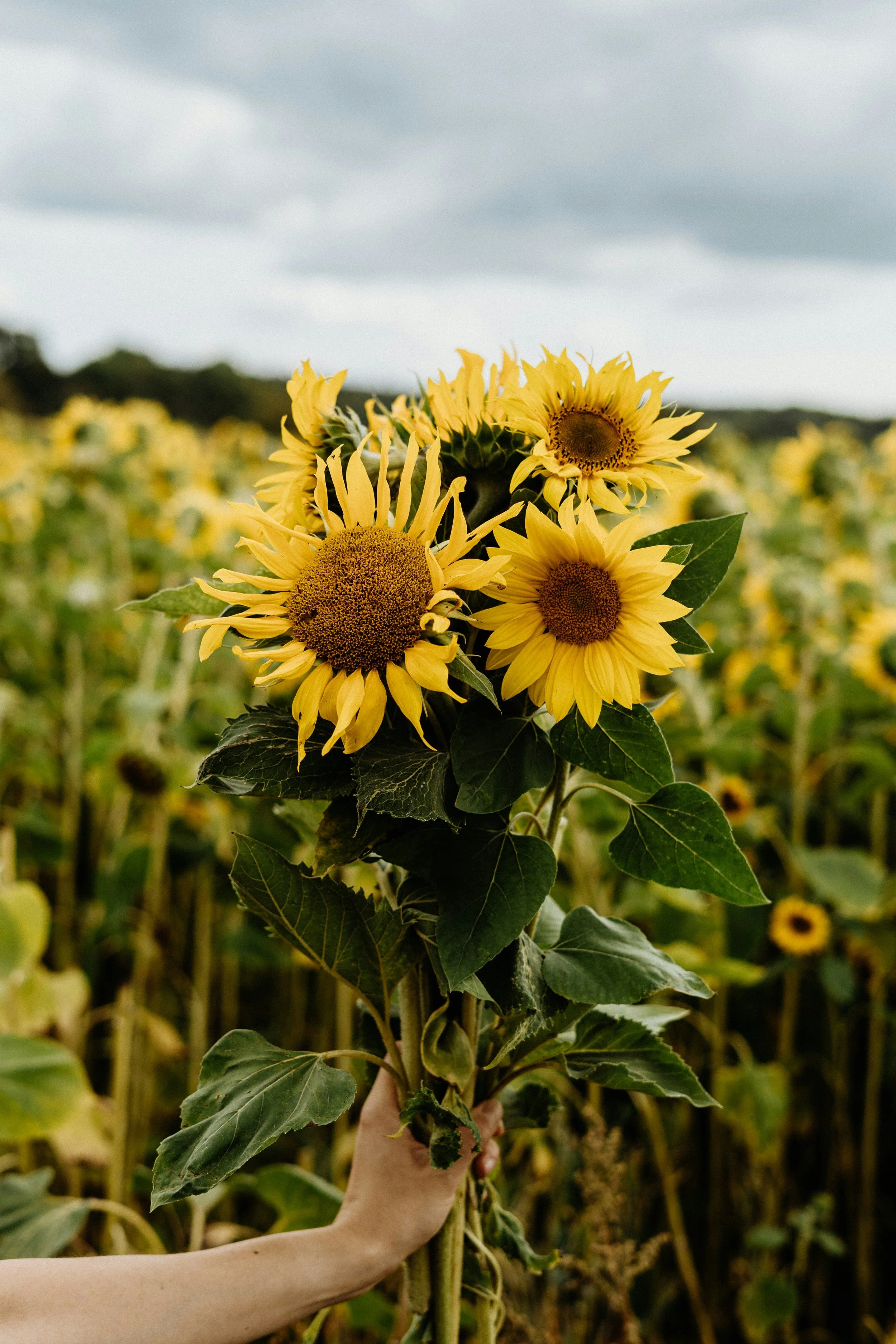 Hand holding a bouquet of yellow sunflowers in a field of sunflowers under a cloudy sky.