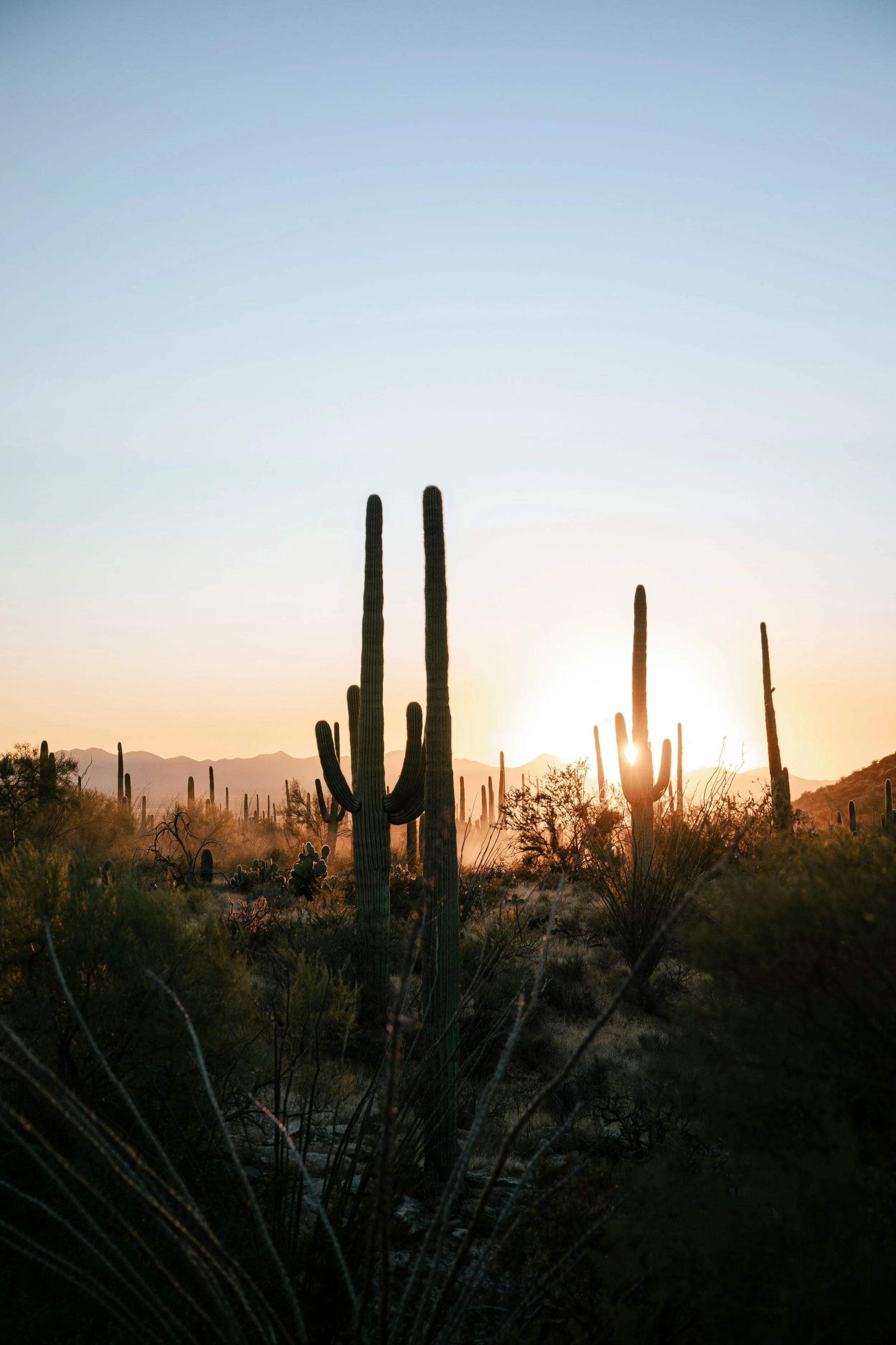 Sunset in a desert landscape with tall saguaro cacti and mountain silhouettes in the background.