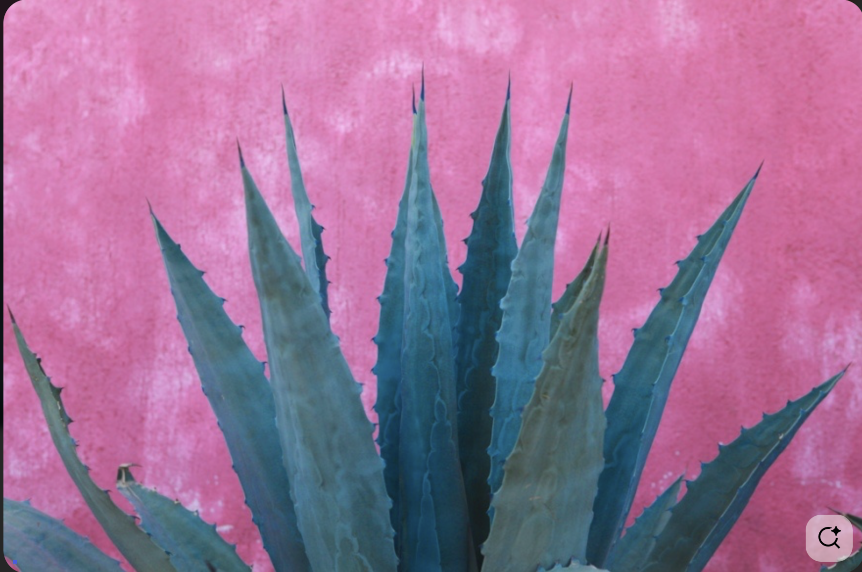 Close-up of a blue-green agave plant against a pink textured background.