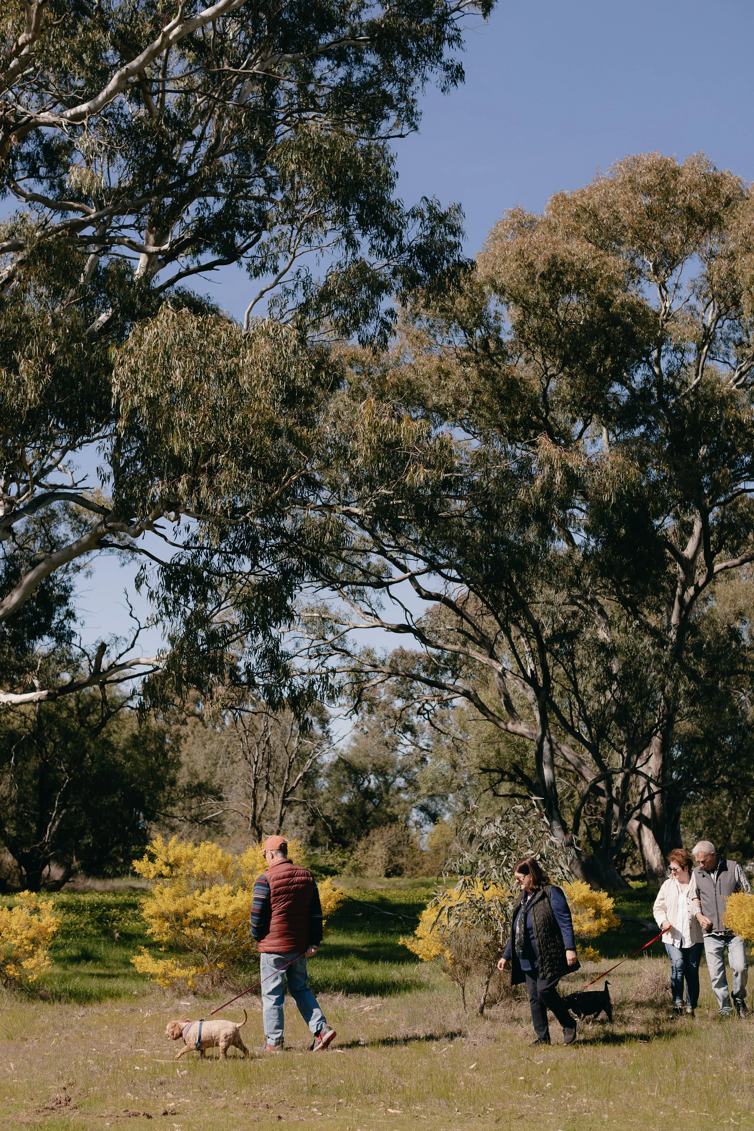Group of people walking dogs in a park with tall trees and green grass on a sunny day.