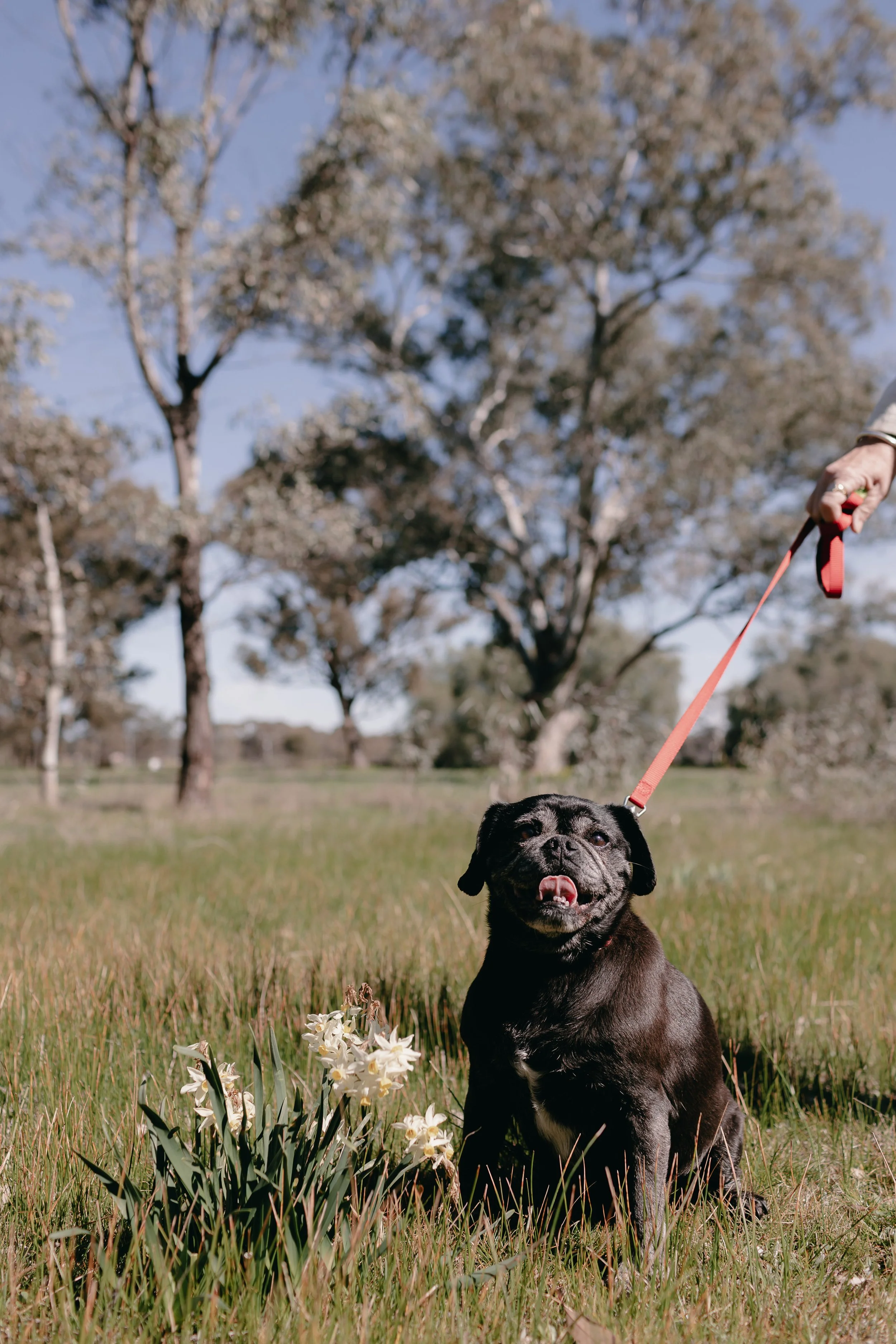 A black dog sitting in a grassy field with trees and a blue sky in the background, held on a red leash by a person.