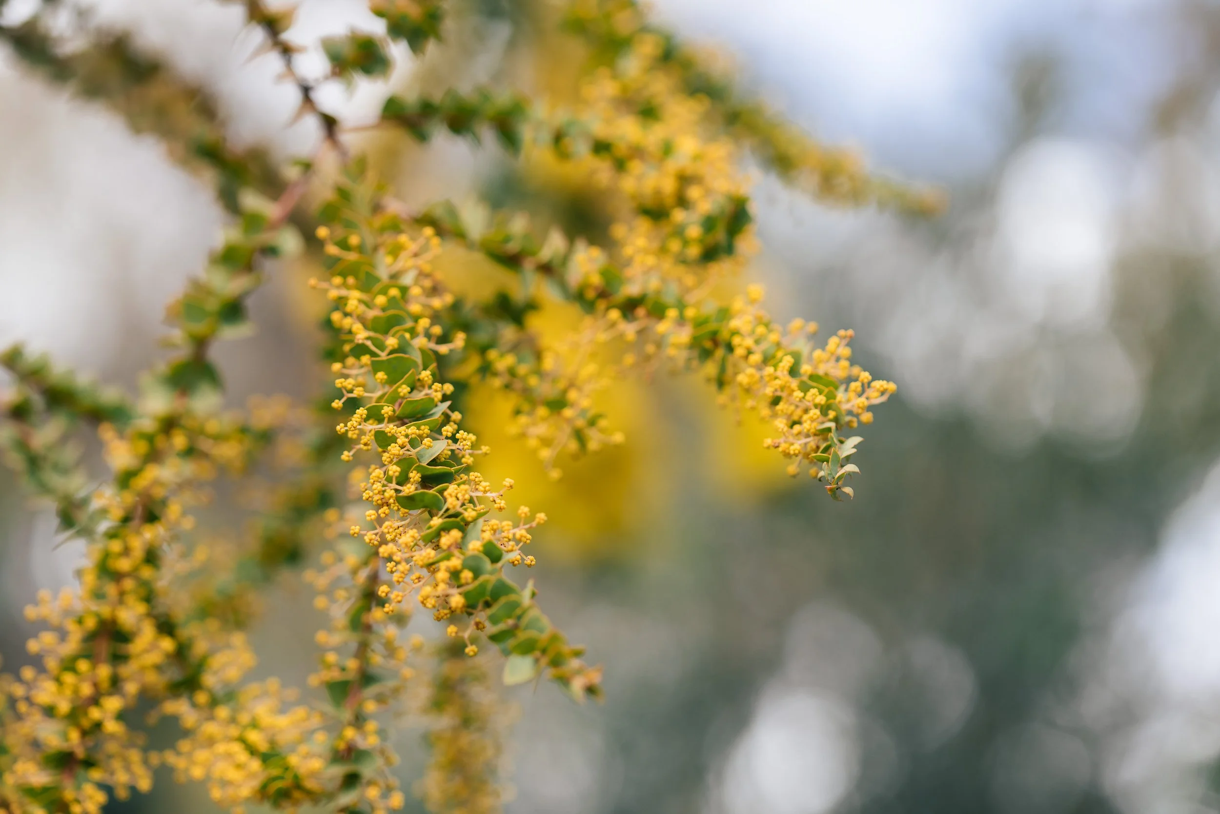 Close-up of yellow flowers blooming on a tree branch with blurred background.