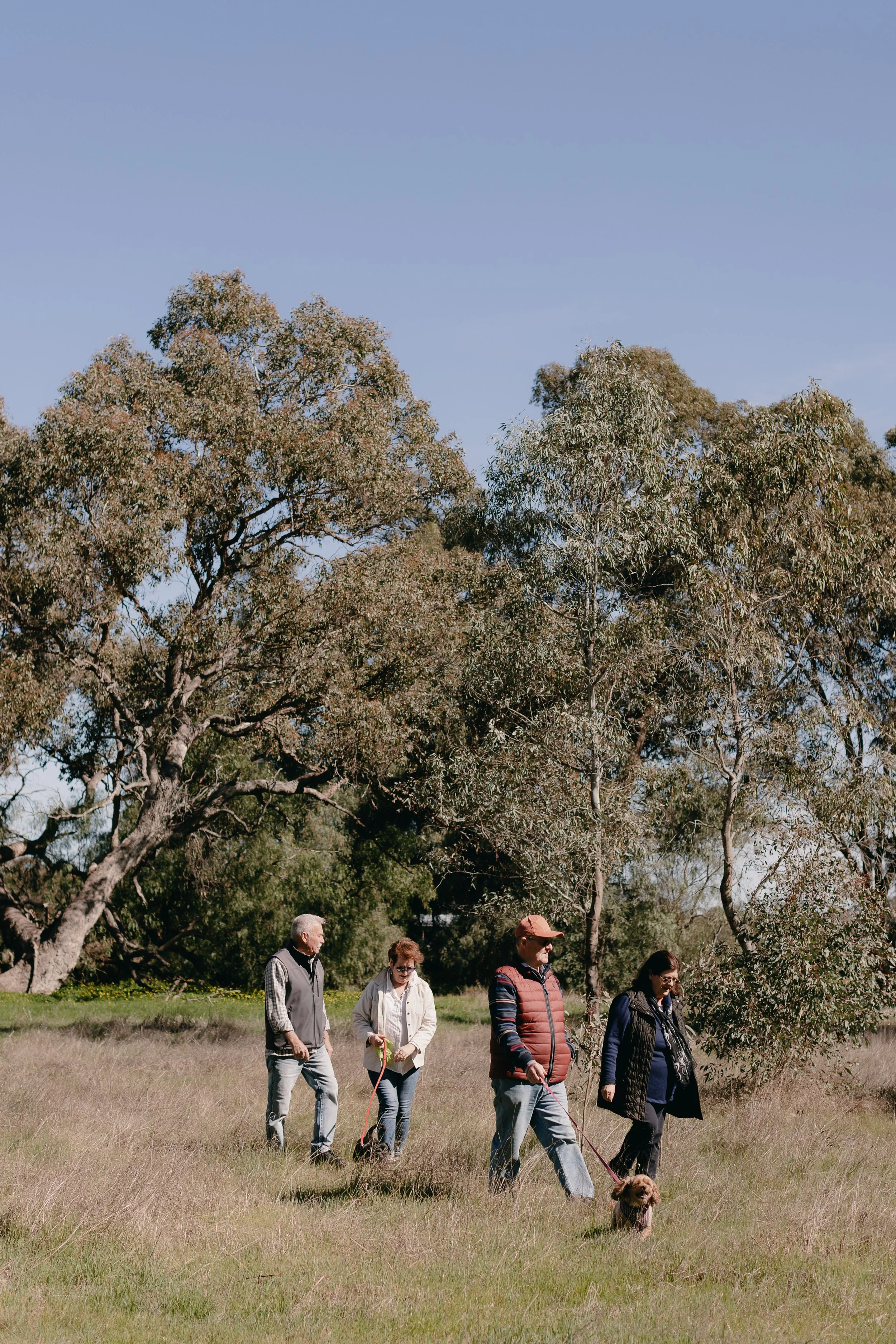 Four people walking a dog in a grassy field with large trees and a clear blue sky.
