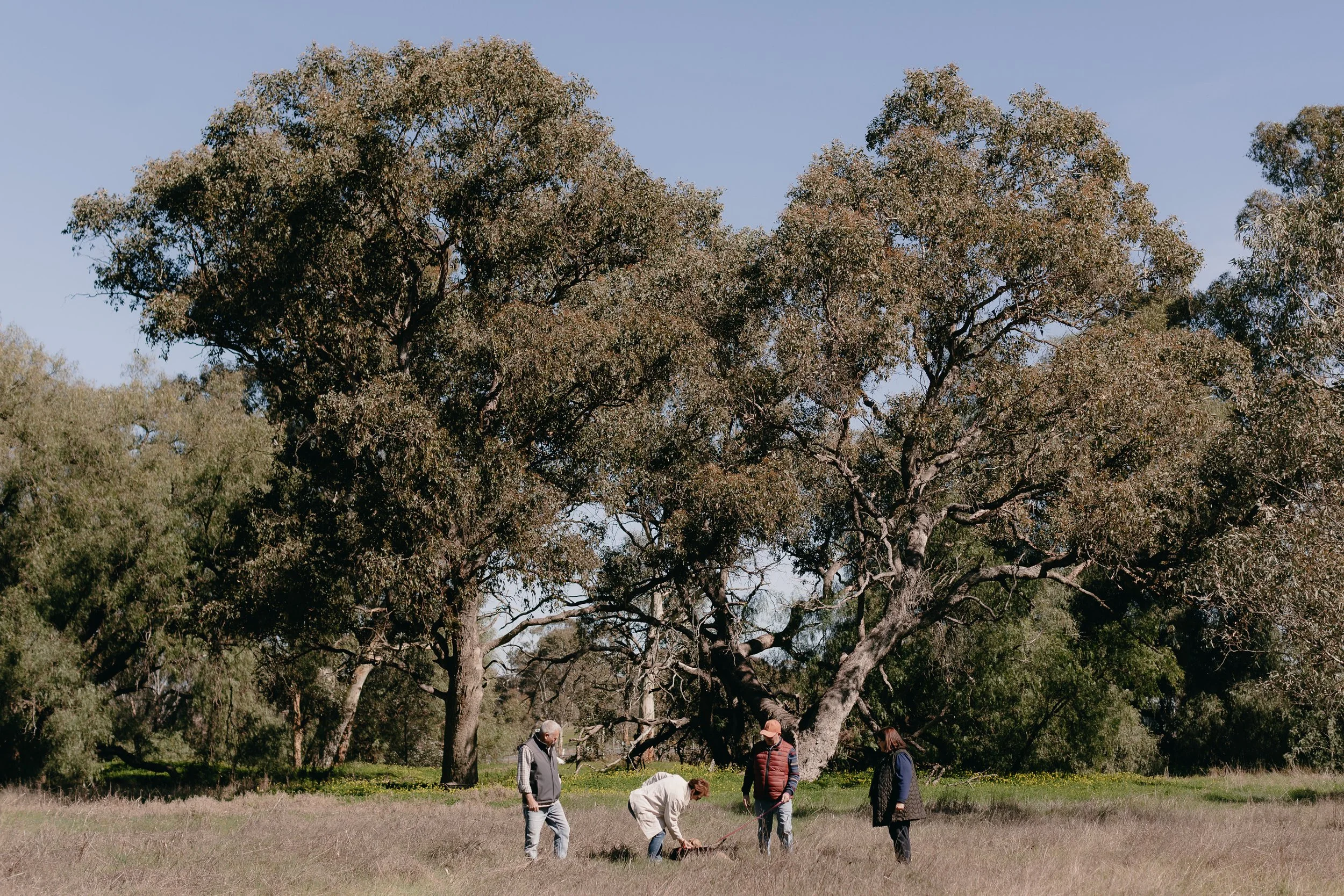 Four people outdoors near a large tree with sprawling branches, some of them are looking at a small object on the ground, engaged in an outdoor activity on a grassy field during daytime.