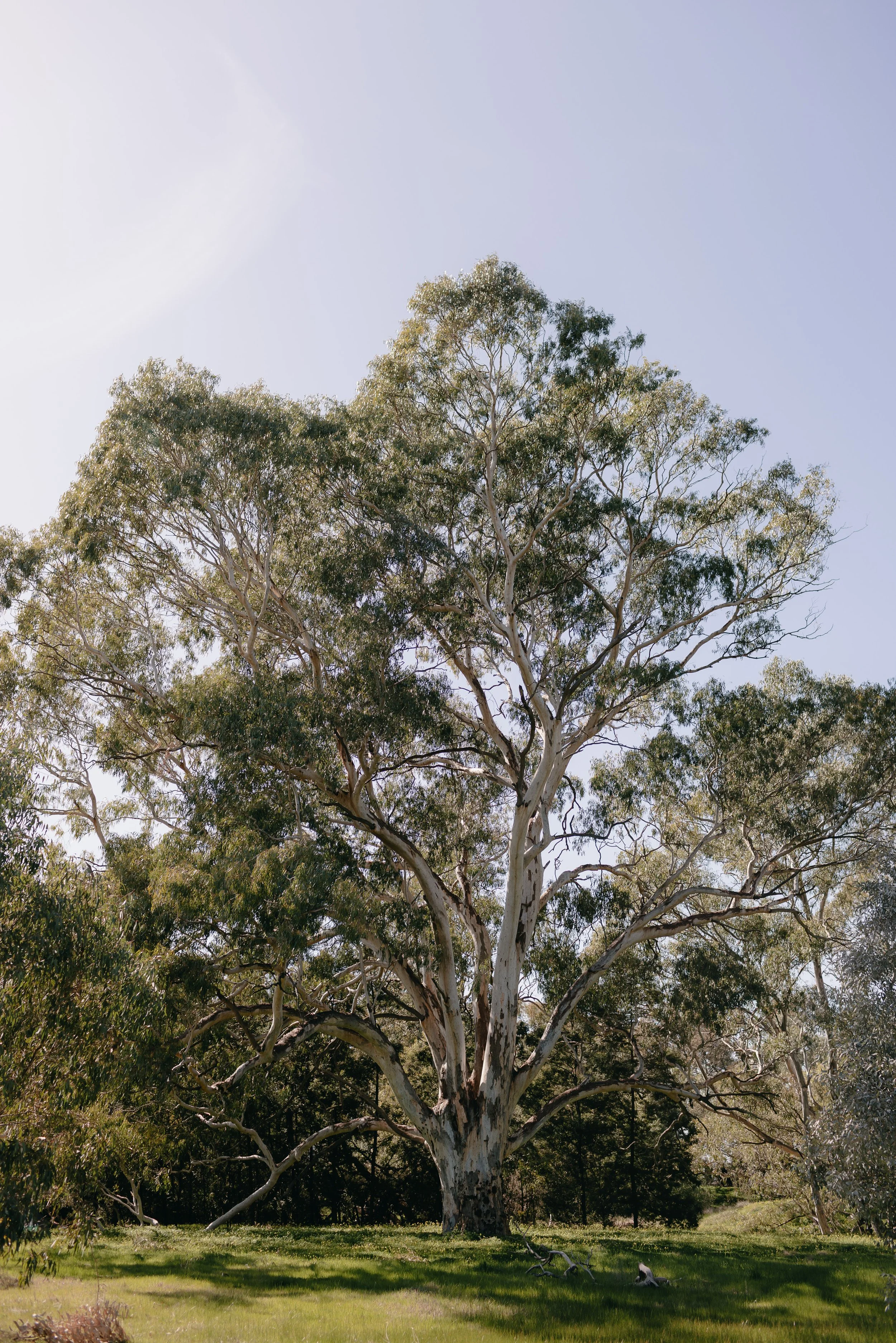 Tall eucalyptus tree with thick, textured trunk and sprawling branches in a grassy field under a clear blue sky.