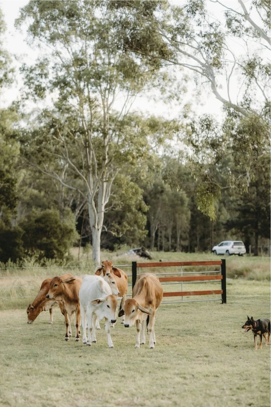 Perry Paddock Vows & Cows