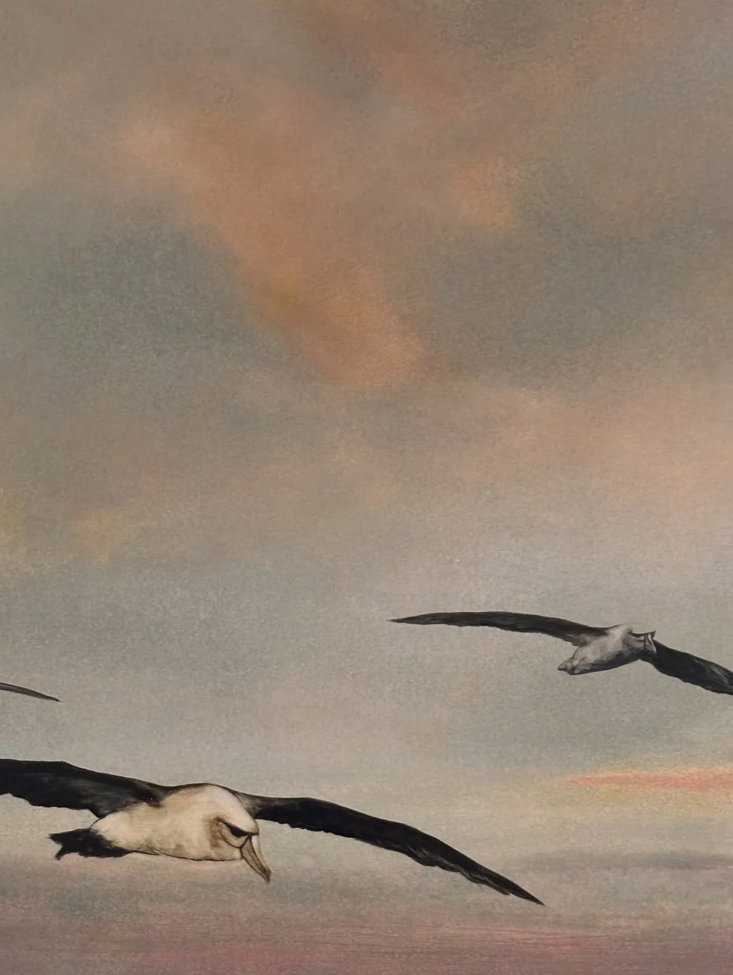 Time spent out on the sea fishing near Stewart Island inspired @jenny.chisholm to paint these majestic birds. Their strong faces and impressive wing span as they lingered and glided with quiet confidence alongside the boat was a moment that left an i