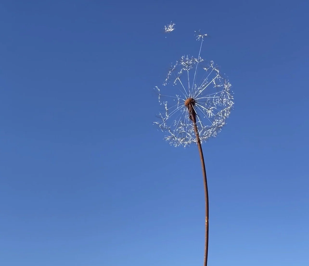 Detail of dandelion sculpture with brigh blue sky background