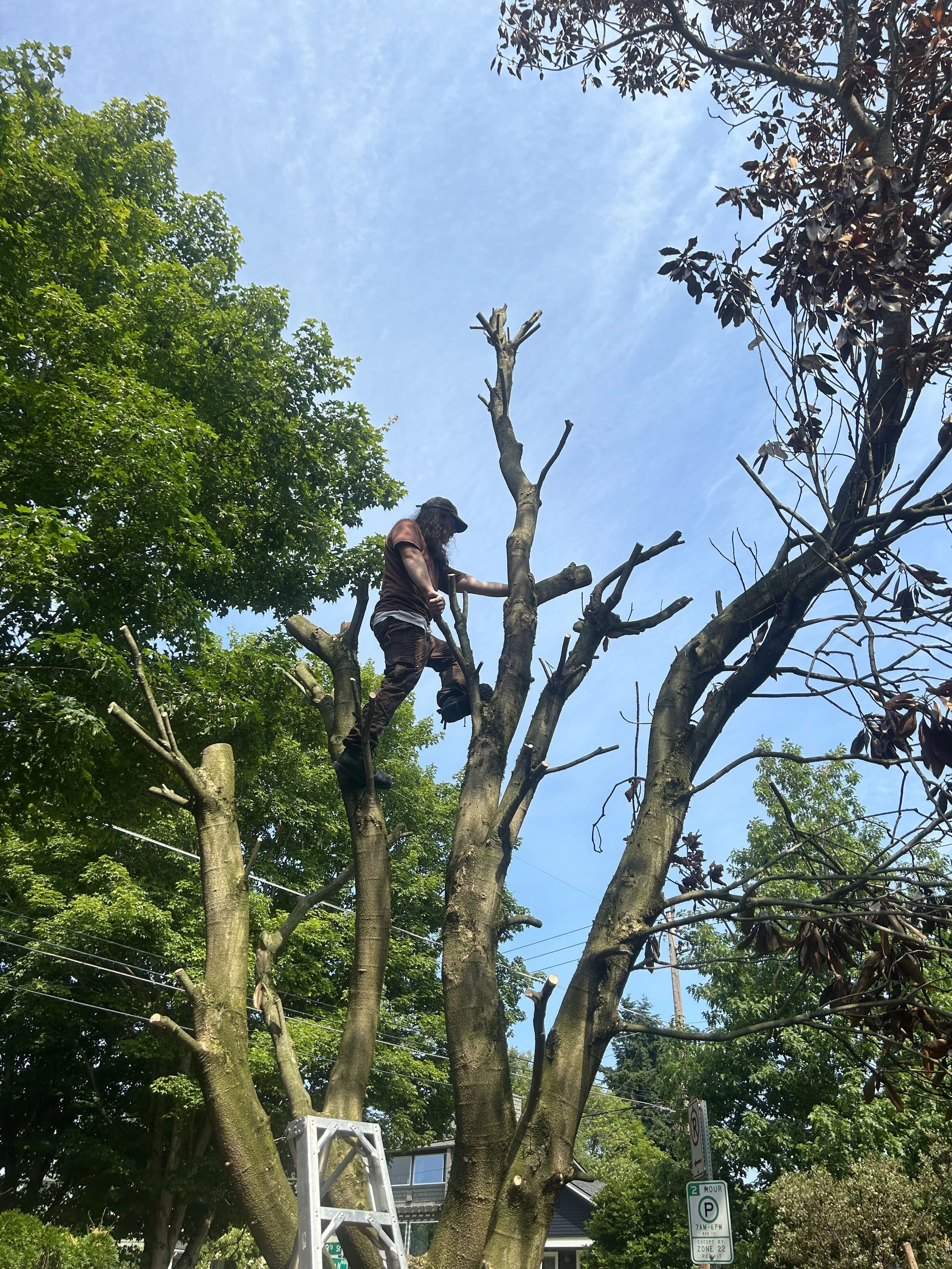 A person climbing a tall, partially pruned tree using safety gear, with branches and leaves around and a ladder at the base.