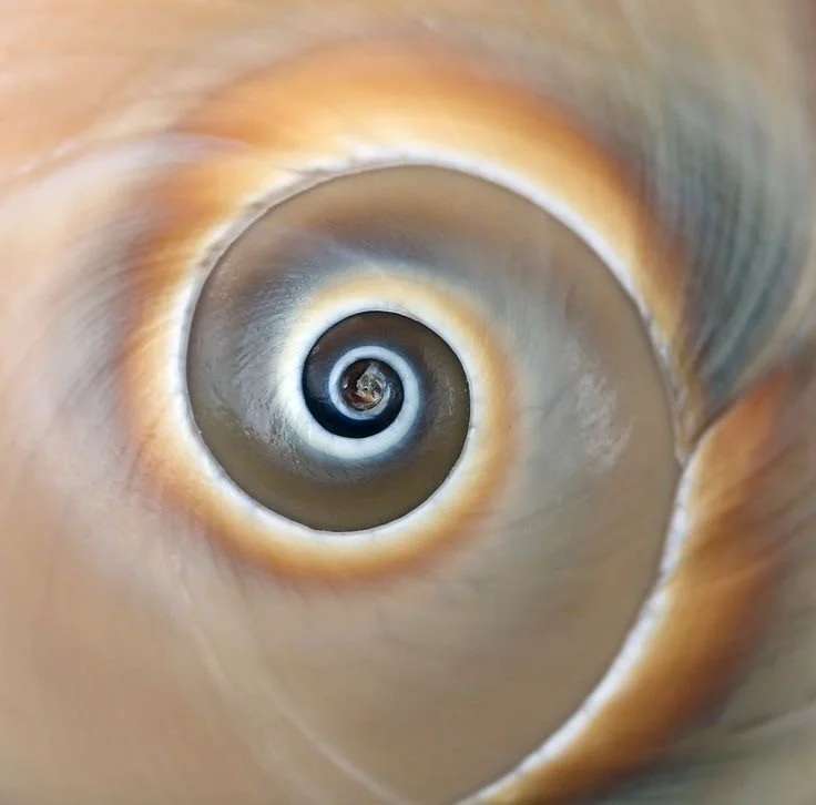 Close-up of a spiral seashell, showing its interior spiral pattern.