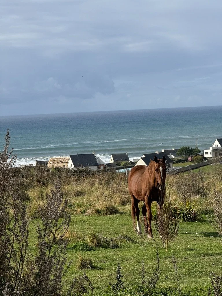 Brown horse standing on a grassy field with houses and the ocean in the background under a cloudy sky.