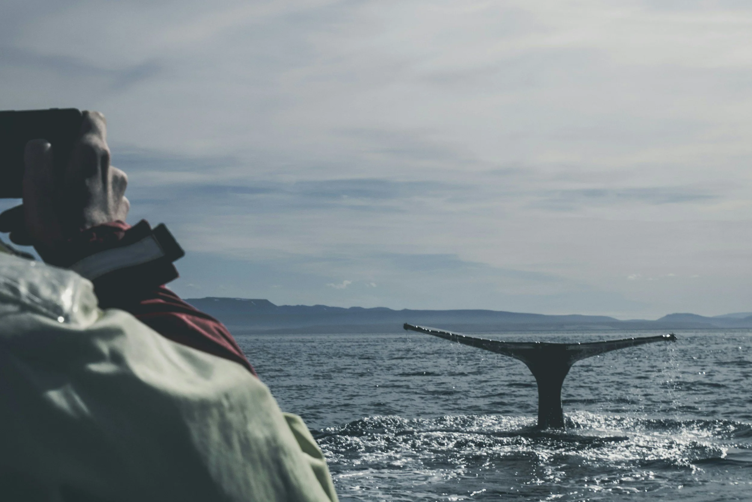 Whale Safari in Andenes -Everything You Need to Know