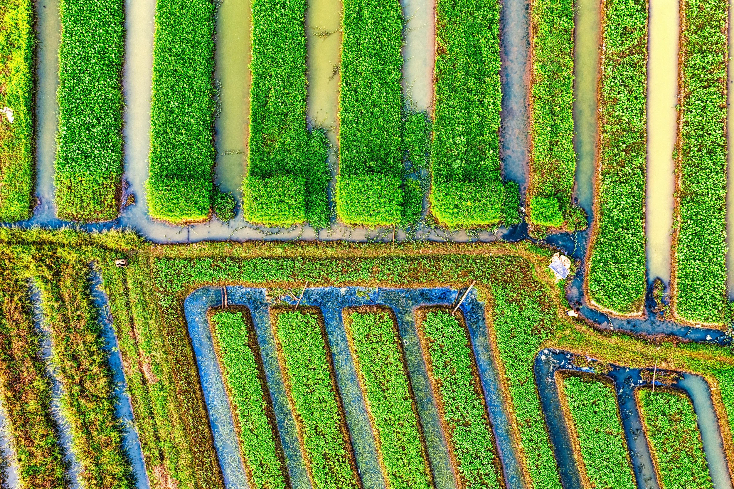 The Language of Agricultural AI