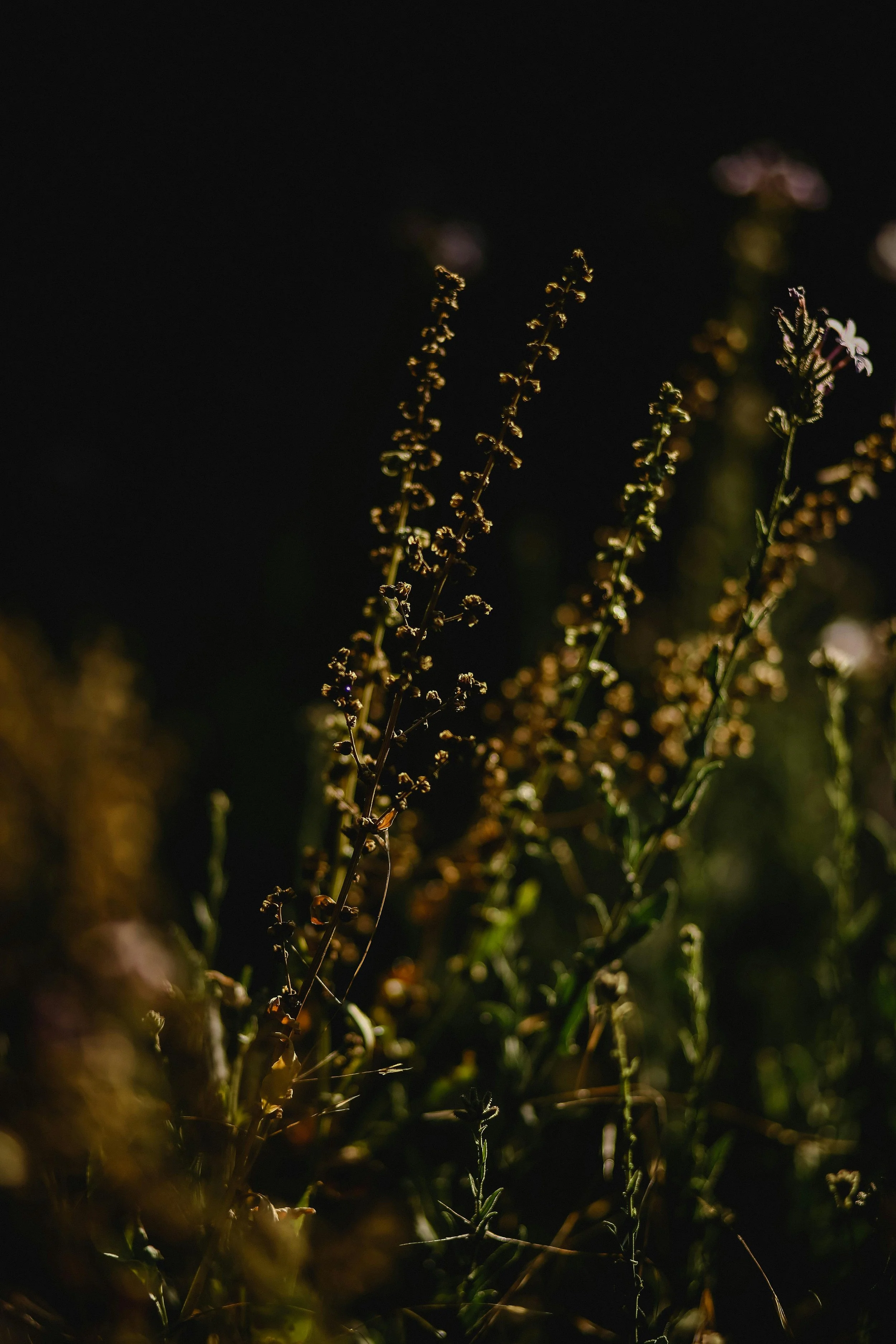 Grow Wild