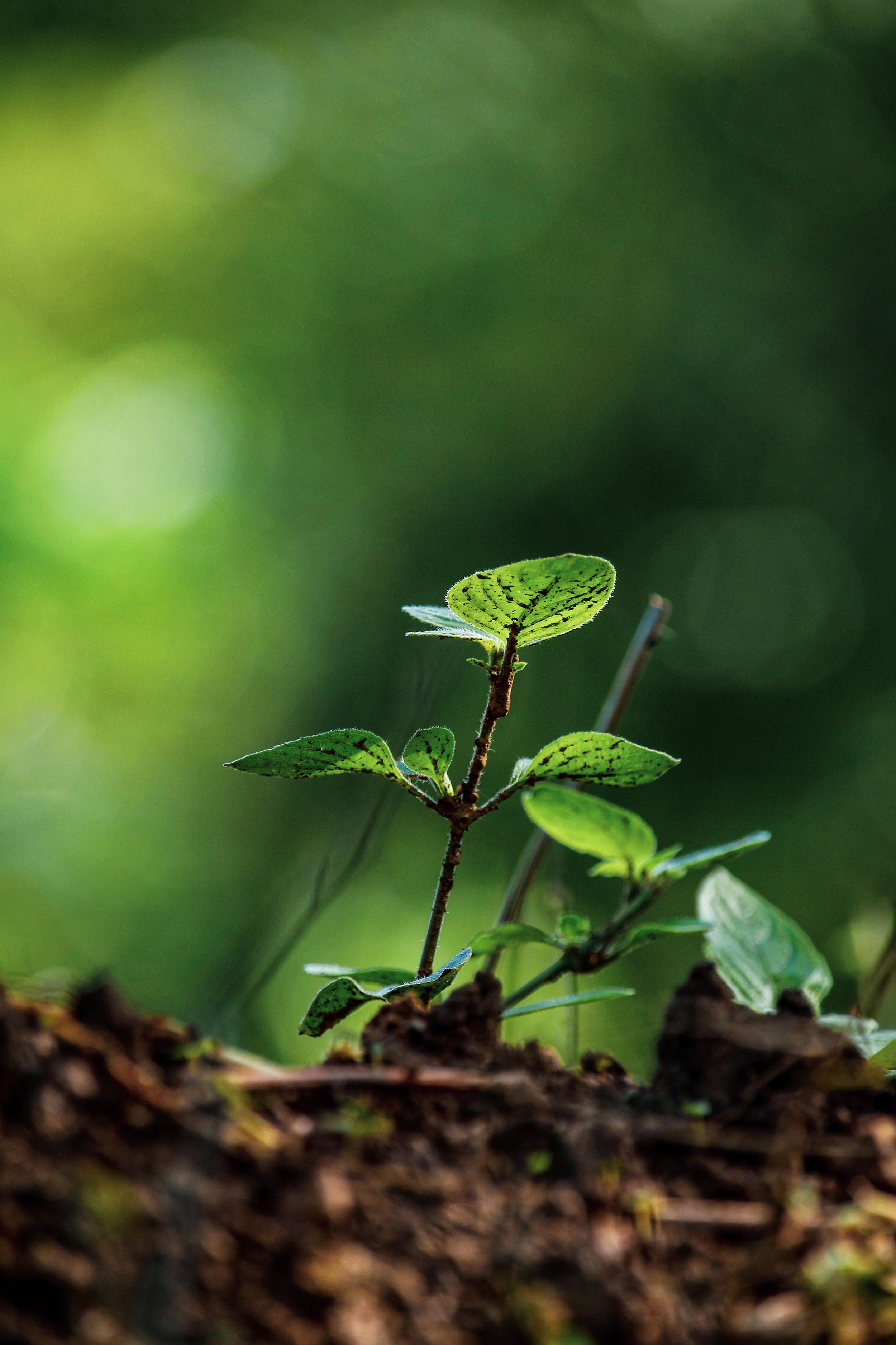 The Second Growth