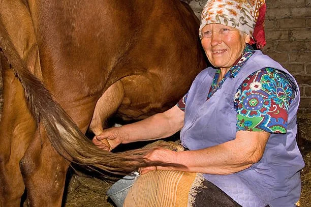 Back in Grandma’s Cowshed