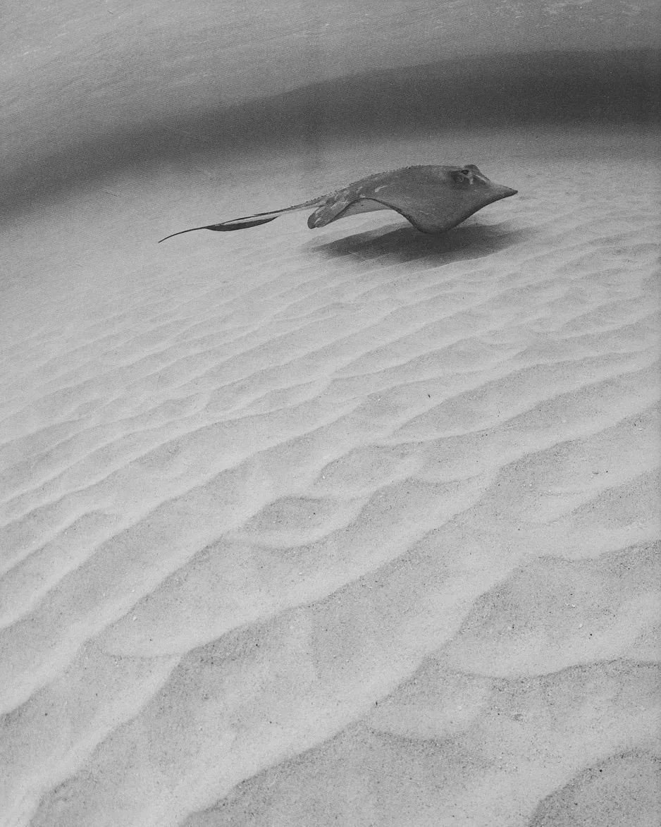 A stingray gliding over sand in a desert-like environment, with some shadows cast on the sand.