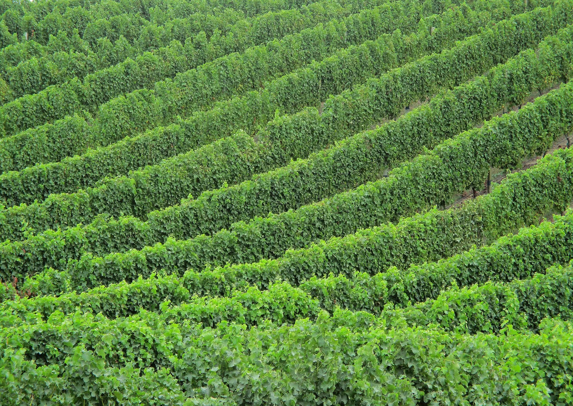 winery-103387 (1).jpg