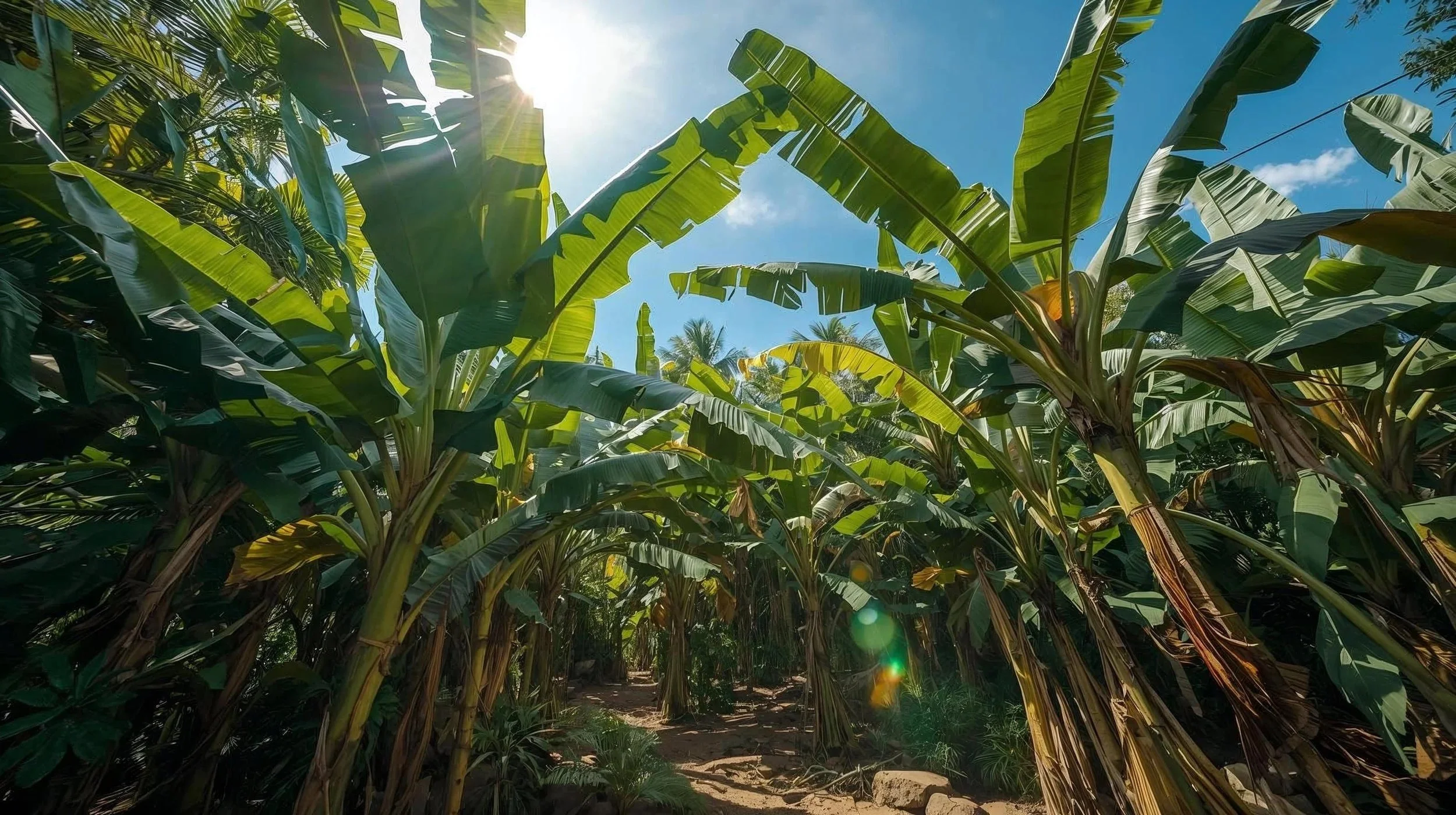 banana plants