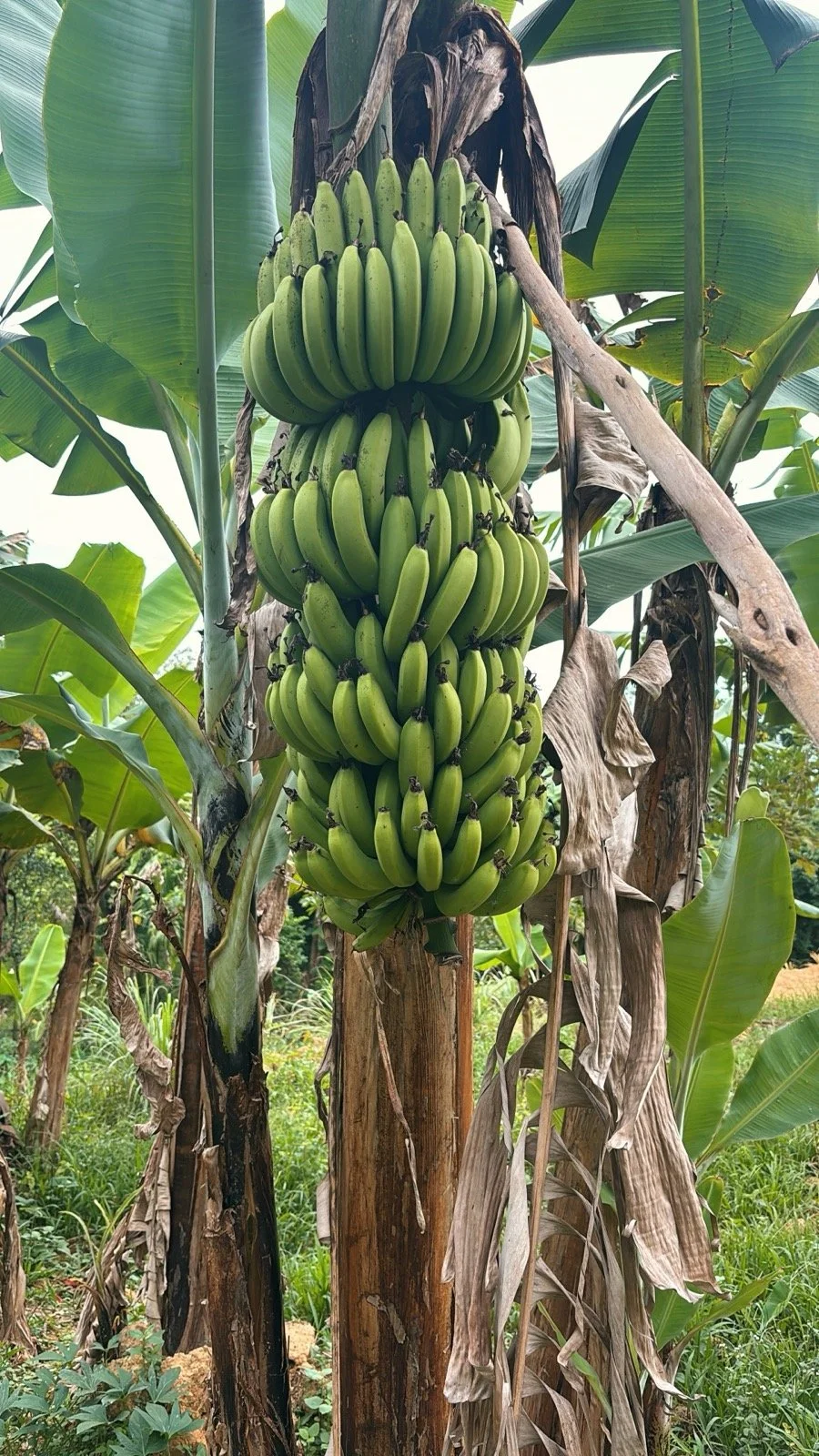 Green banana fruit, ready to harvest!