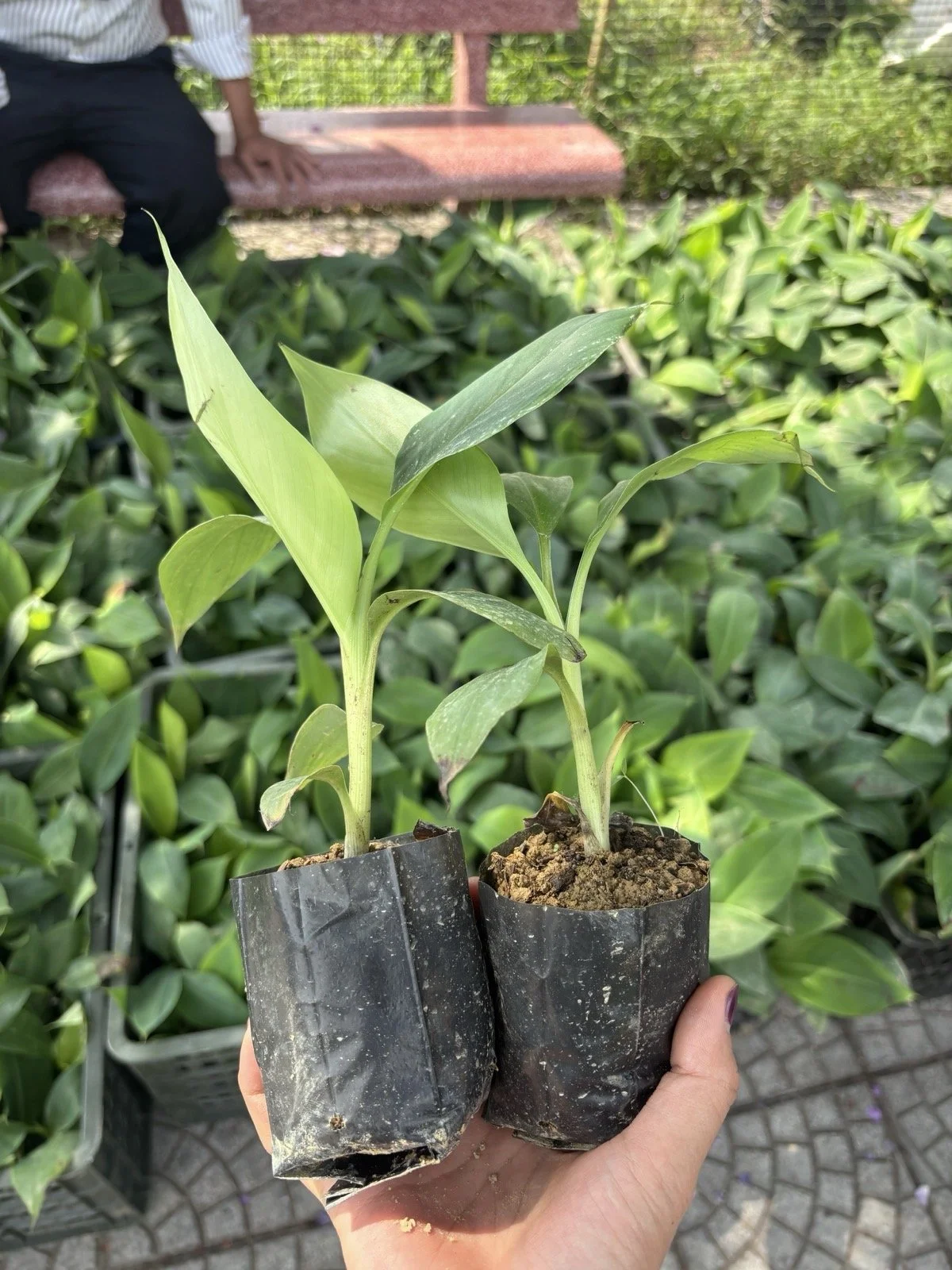 Baby banana sprouts!