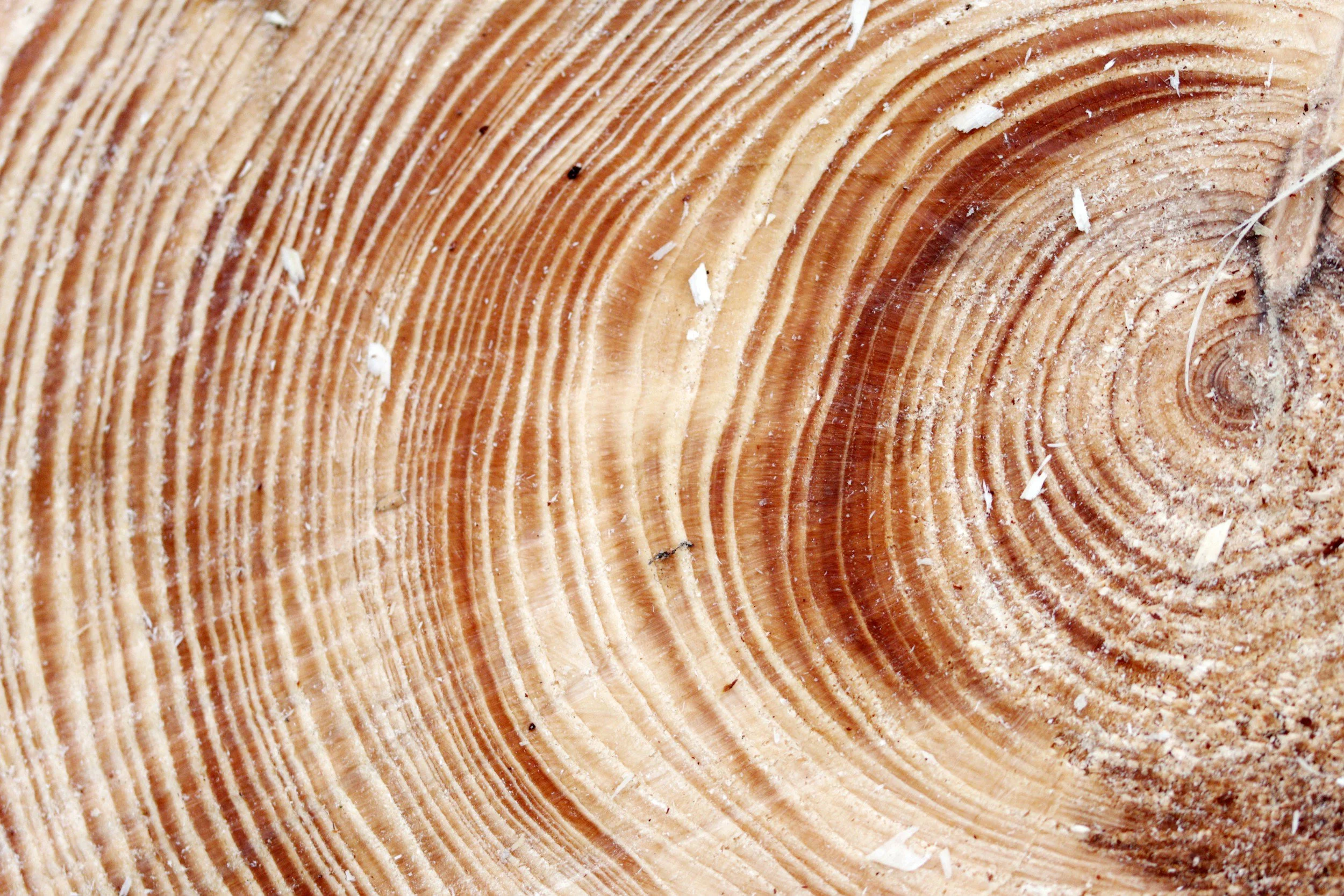 Close-up of a tree trunk showing growth rings and wood texture.