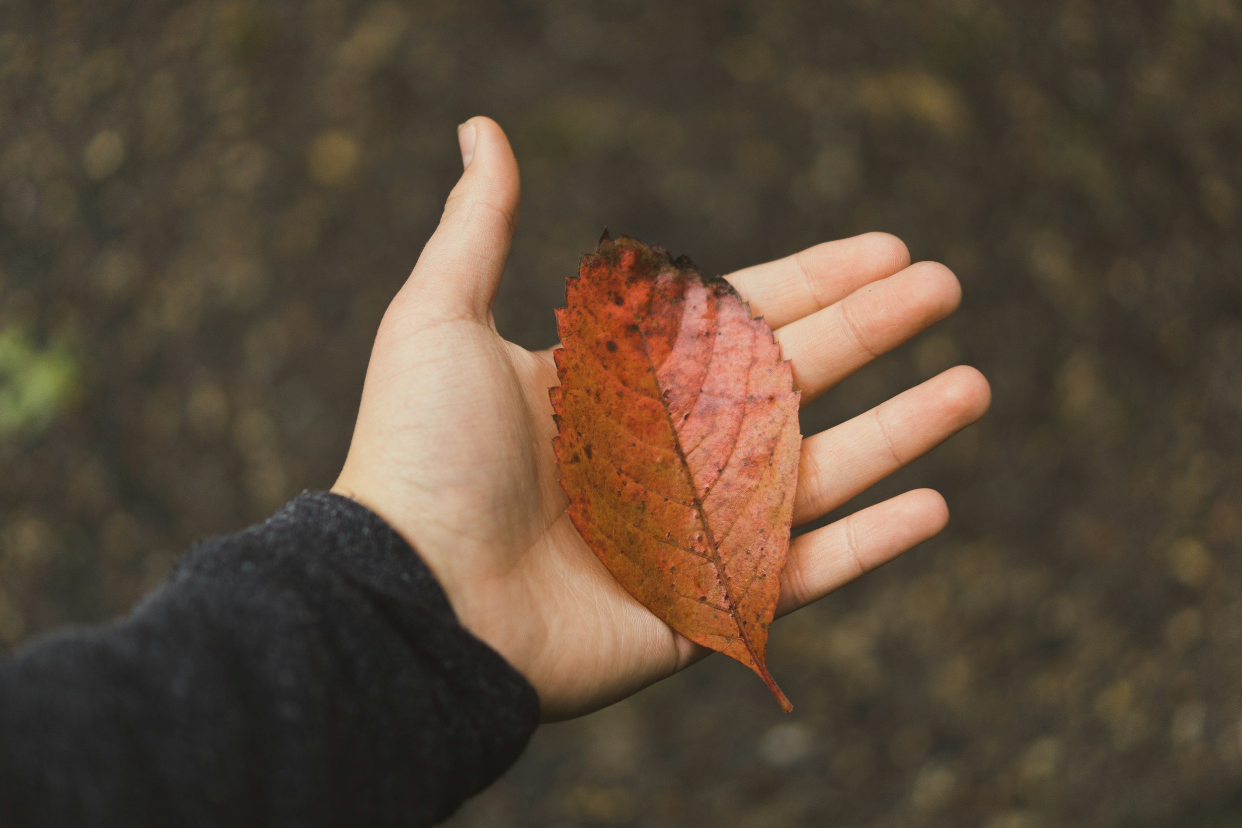Person holding a red and orange autumn leaf in their hand with a blurred background of fallen leaves.