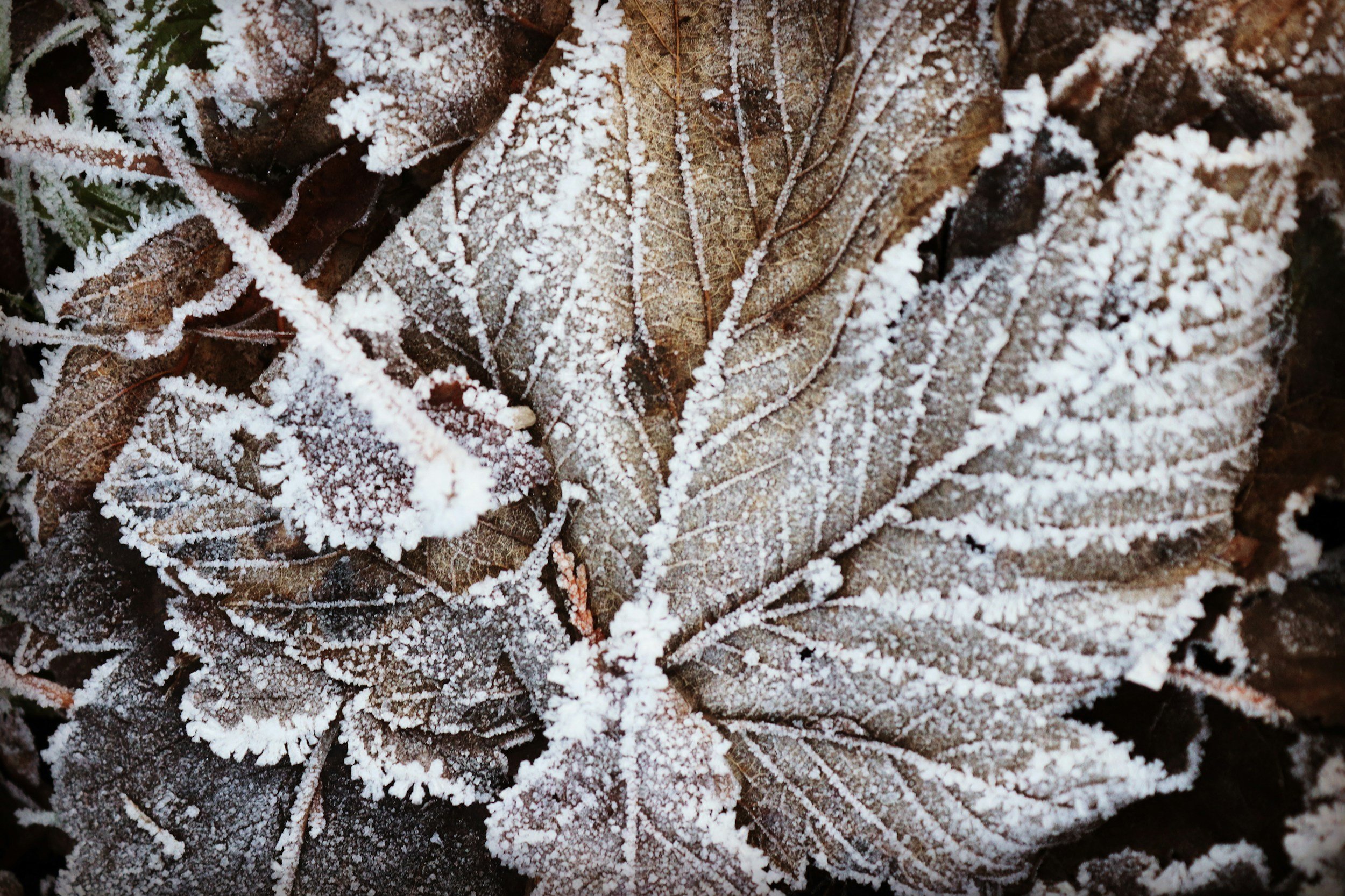 Frost-covered autumn leaves on the ground.