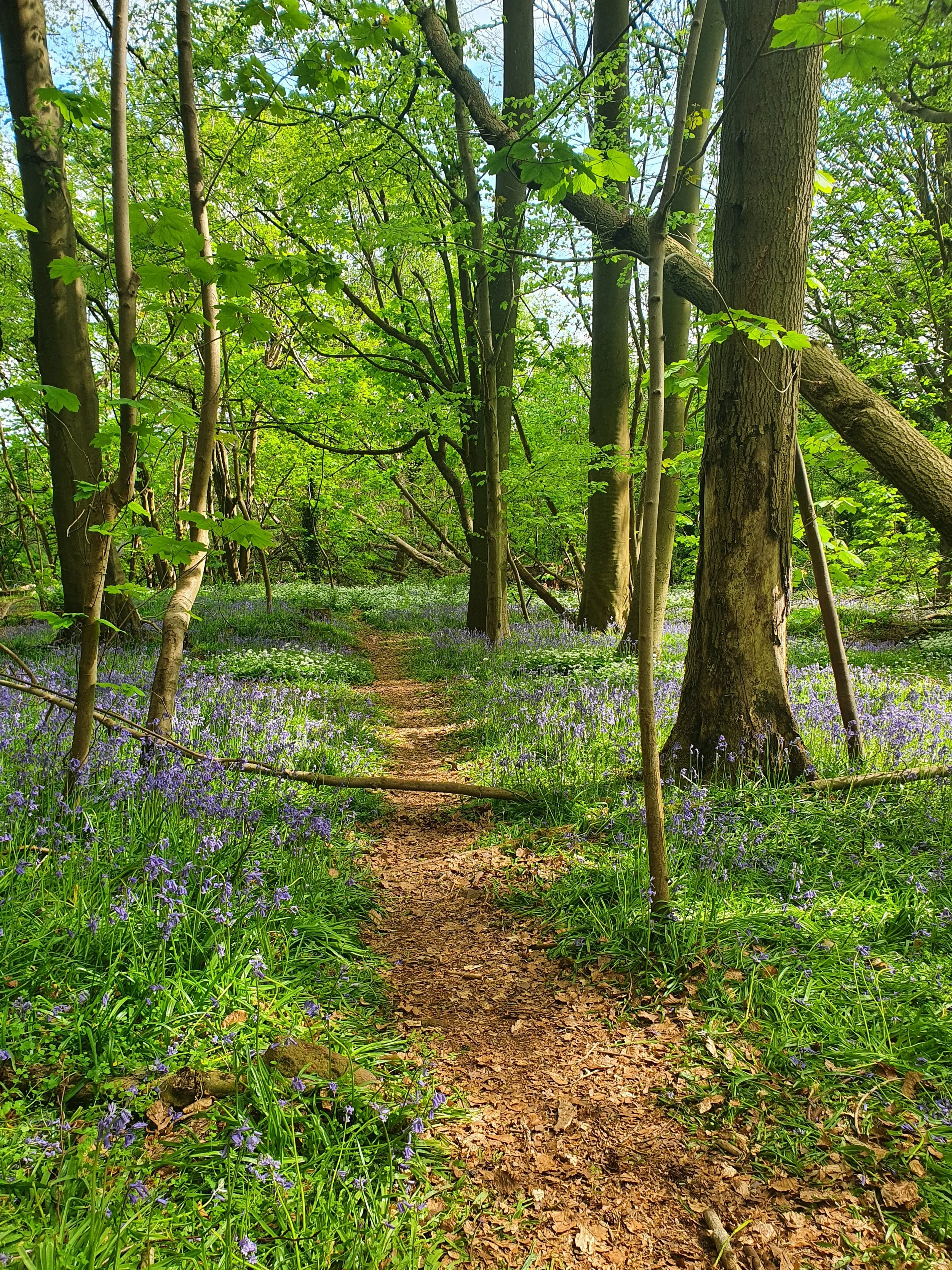 A path winding through a green forest with tall trees and bluebells blooming on either side.