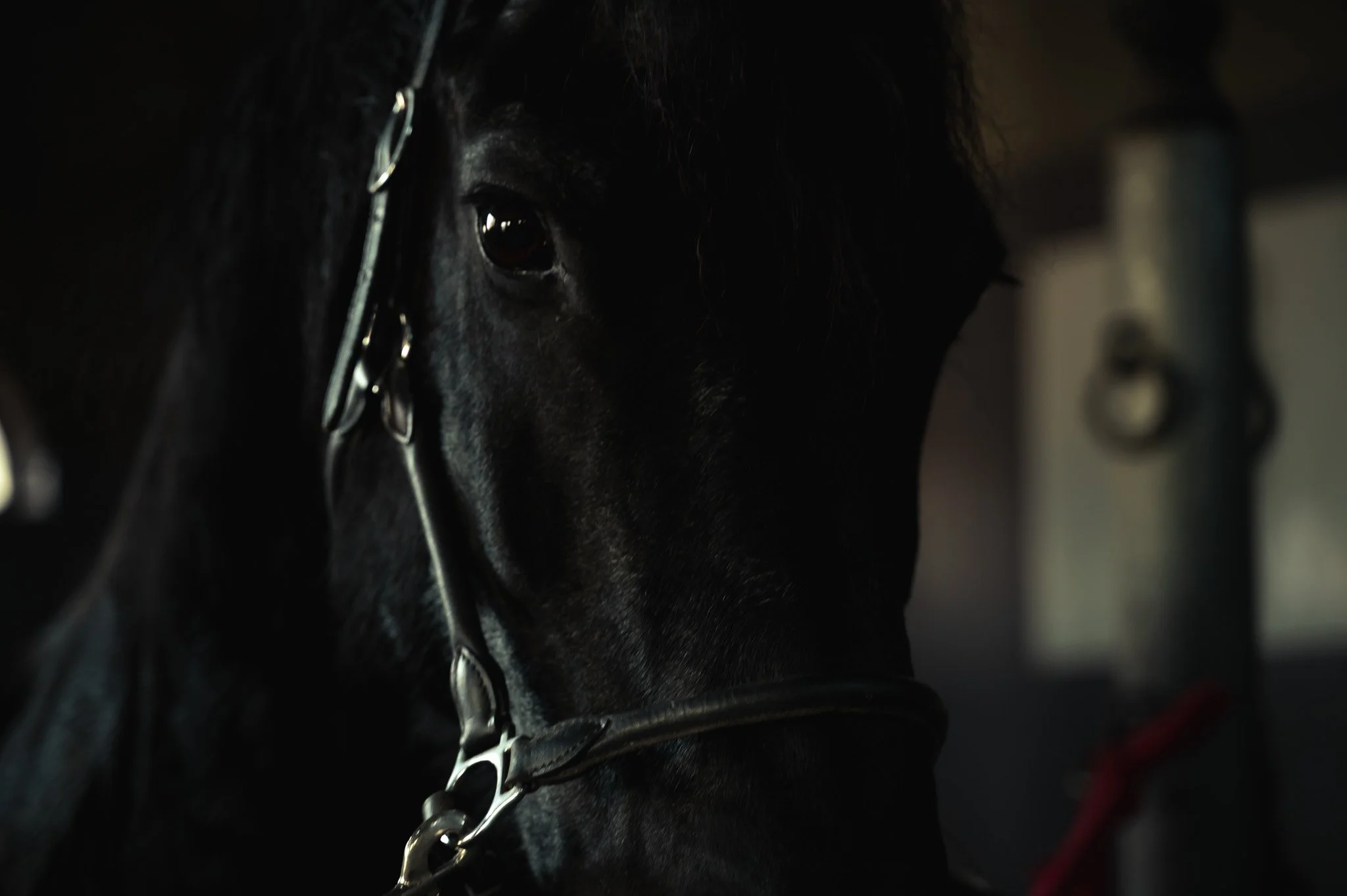 Een editorial branding serie op locatie die de grens tussen fotografie en film opzoekt. Op de manege creëerden we de ruimte voor een persoonlijk interview en authentieke portretten, waarbij de sterke verbinding tussen de ondernemer en haar paarden ce