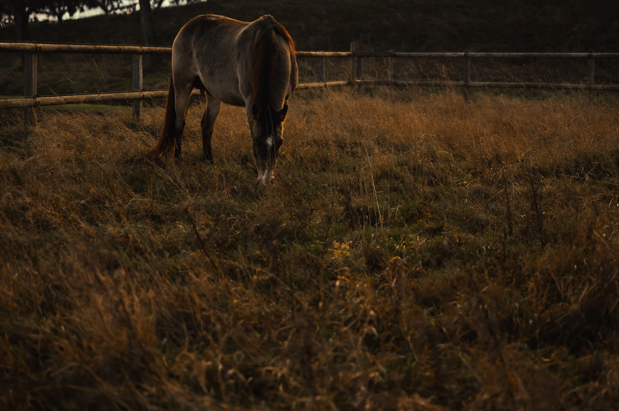 Een editorial branding serie op locatie die de grens tussen fotografie en film opzoekt. Op de manege creëerden we de ruimte voor een persoonlijk interview en authentieke portretten, waarbij de sterke verbinding tussen de ondernemer en haar paarden ce