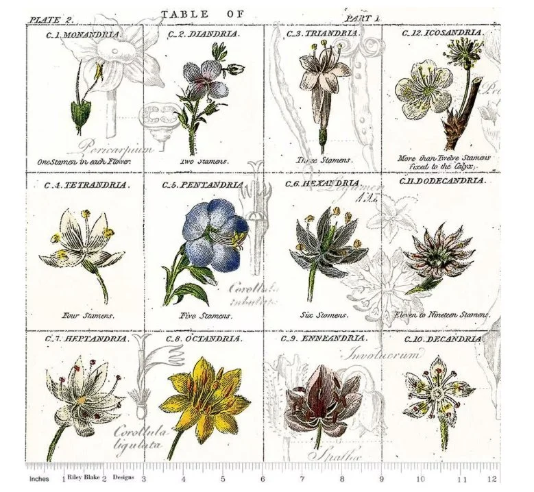 Sewing Seeds III Flower Classes White CD15684-WHITE