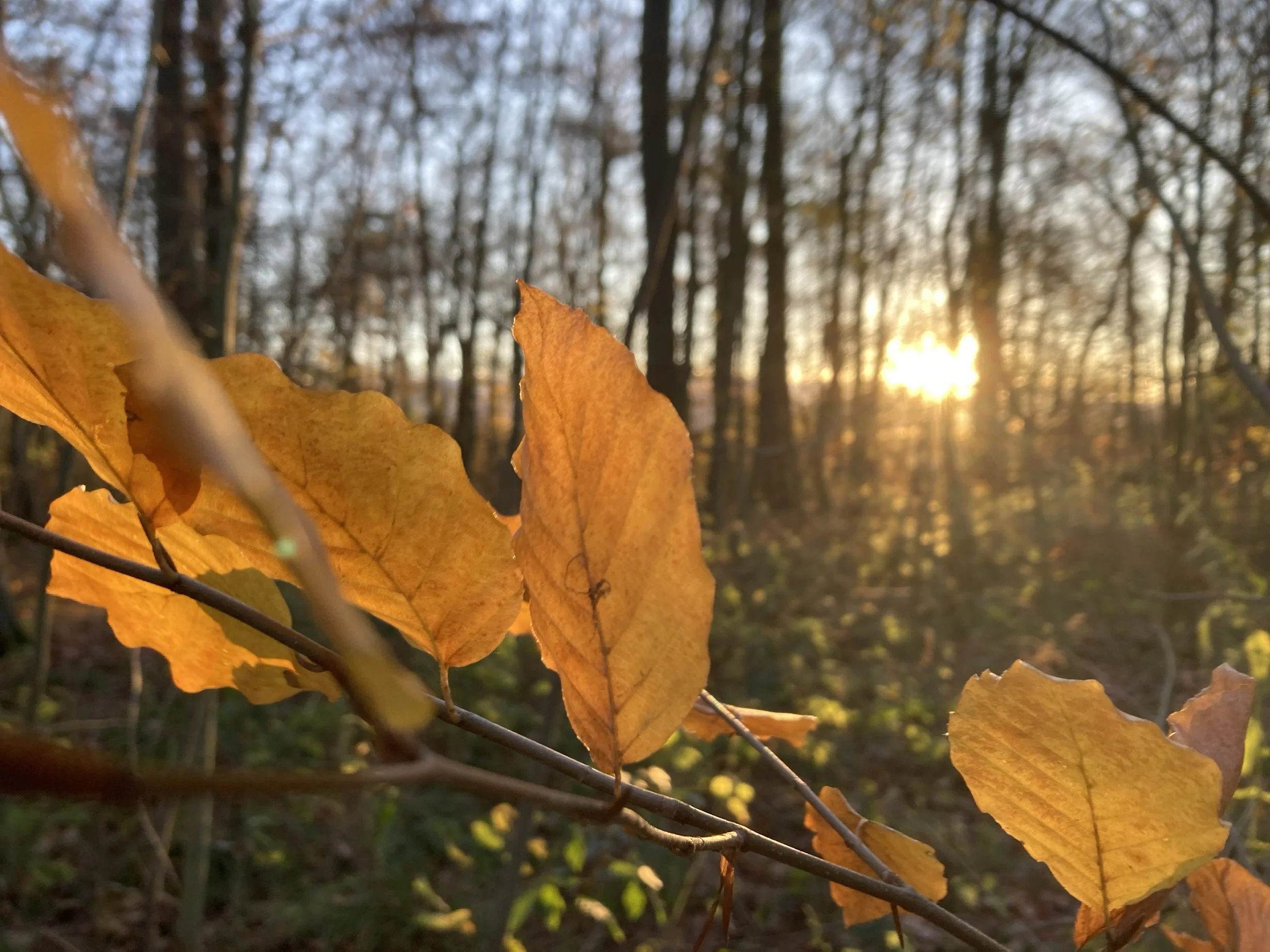 Sonnenaufgang im Herbst unter dem Text zur Beschreibung der Geburtsbegleitung als Doula.