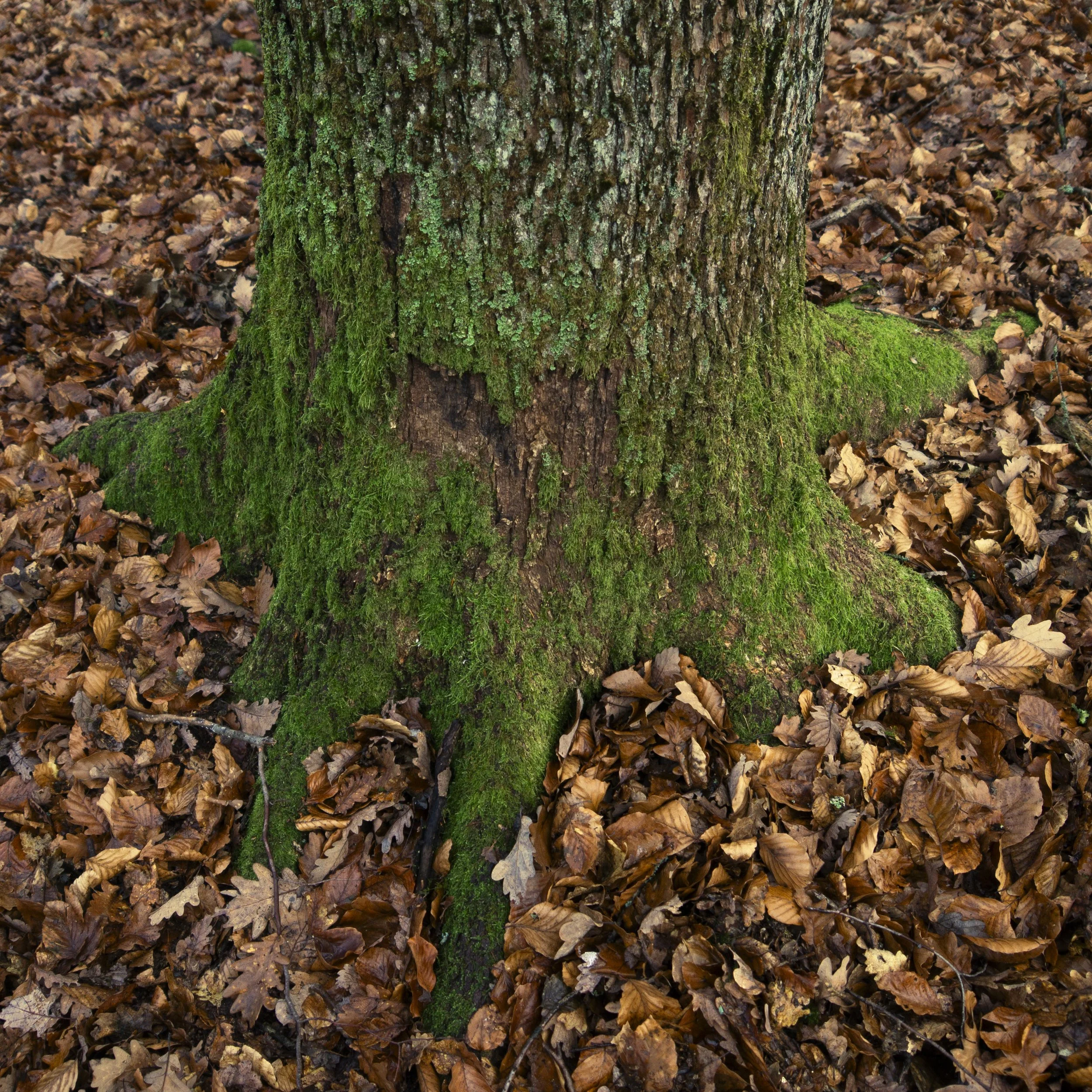 Baumstamm als Sinnbild für eine stabile verlässliche Doula in Mainz.