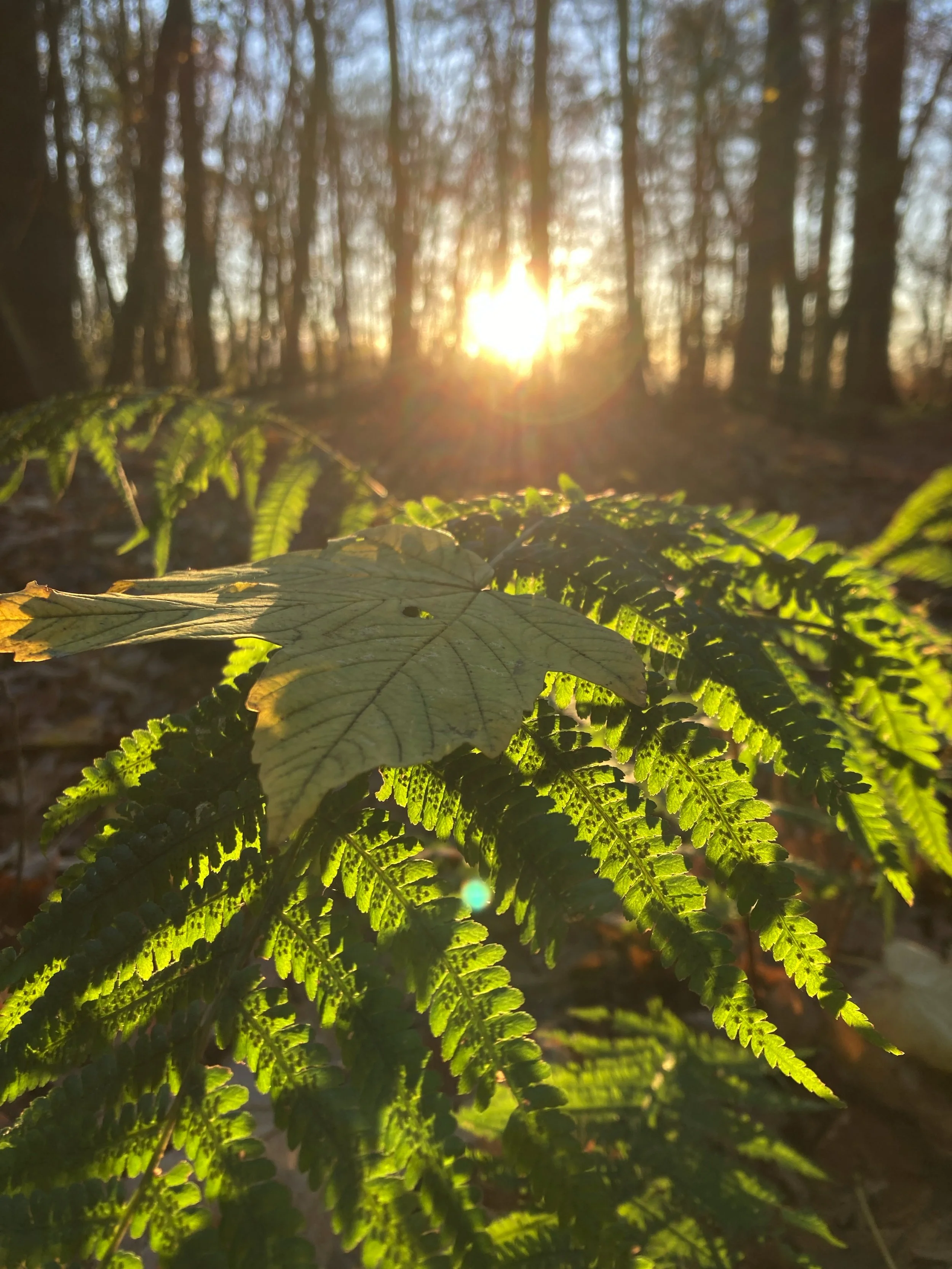Sonne im Wald neben meinem Kontakt, sodass du mich als Doula kontaktieren kannst.