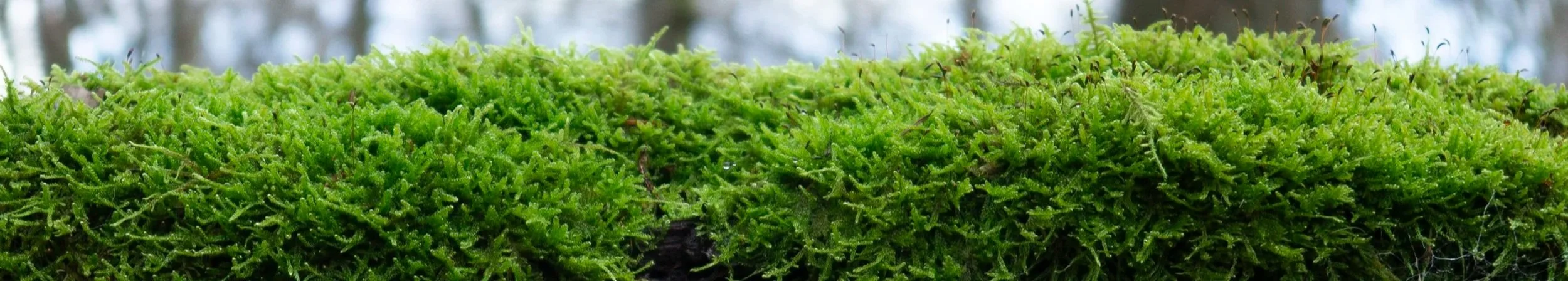 Weiches geborgenes Moos als Metapher für Nähe und geborgene Doulabegleitung.