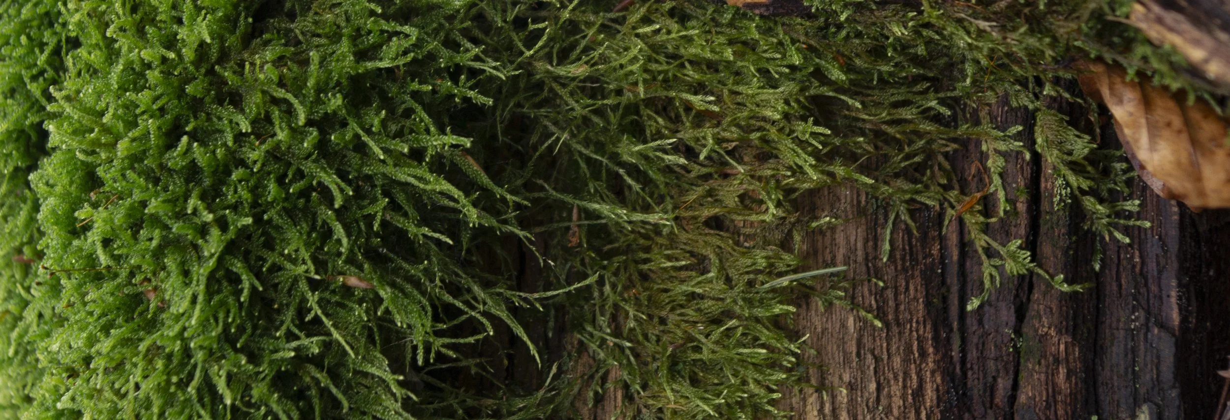 Nahaufnahme von grünem Moos auf einer Baumrinde unter dem Text zu Schwangerschaftsbegleitung, wirkt geborgen.