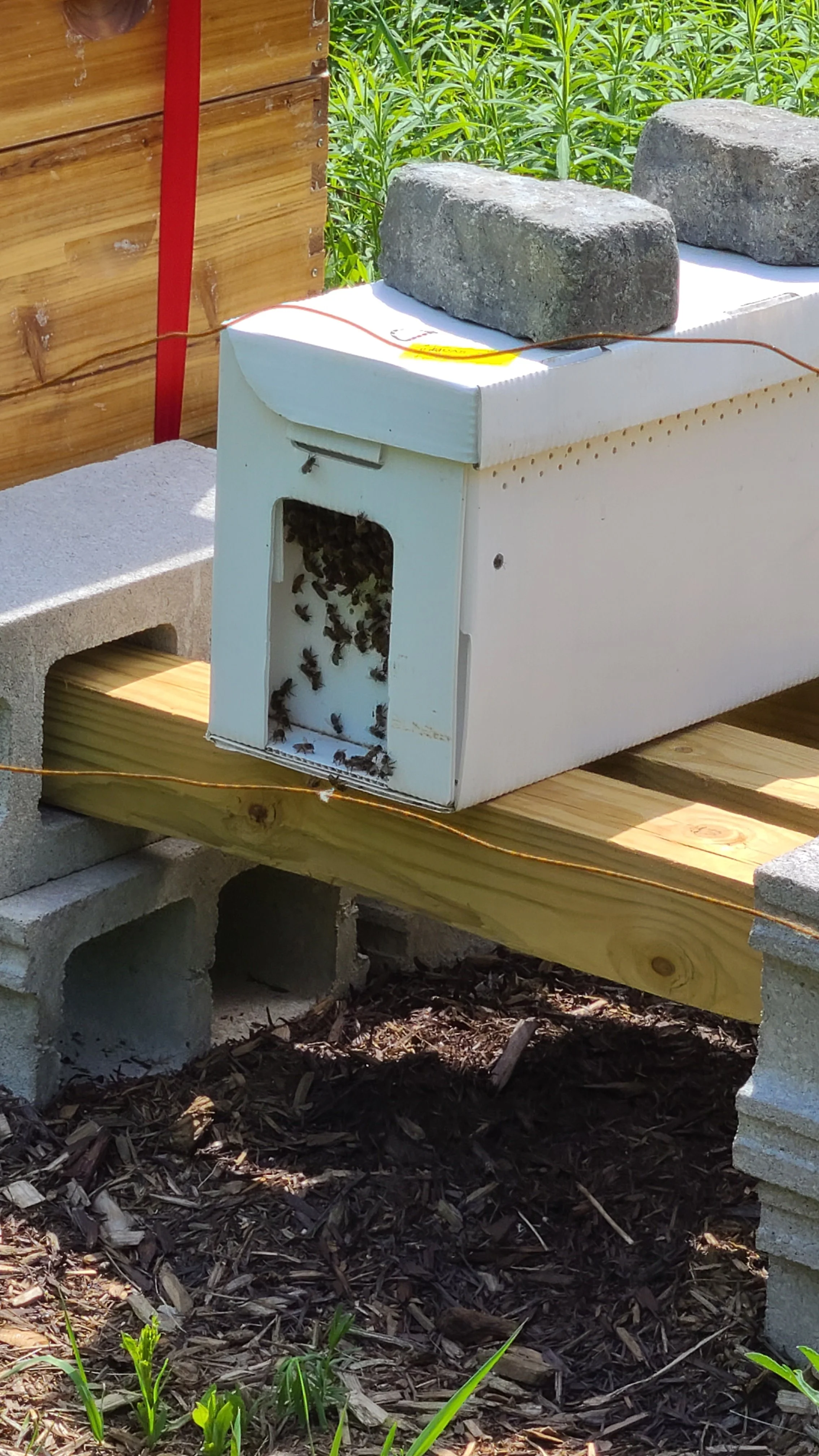 A bee hive made from a cardboard box with bees inside, situated on a wooden platform beneath stones and cinder blocks outdoors, with green plants in the background.